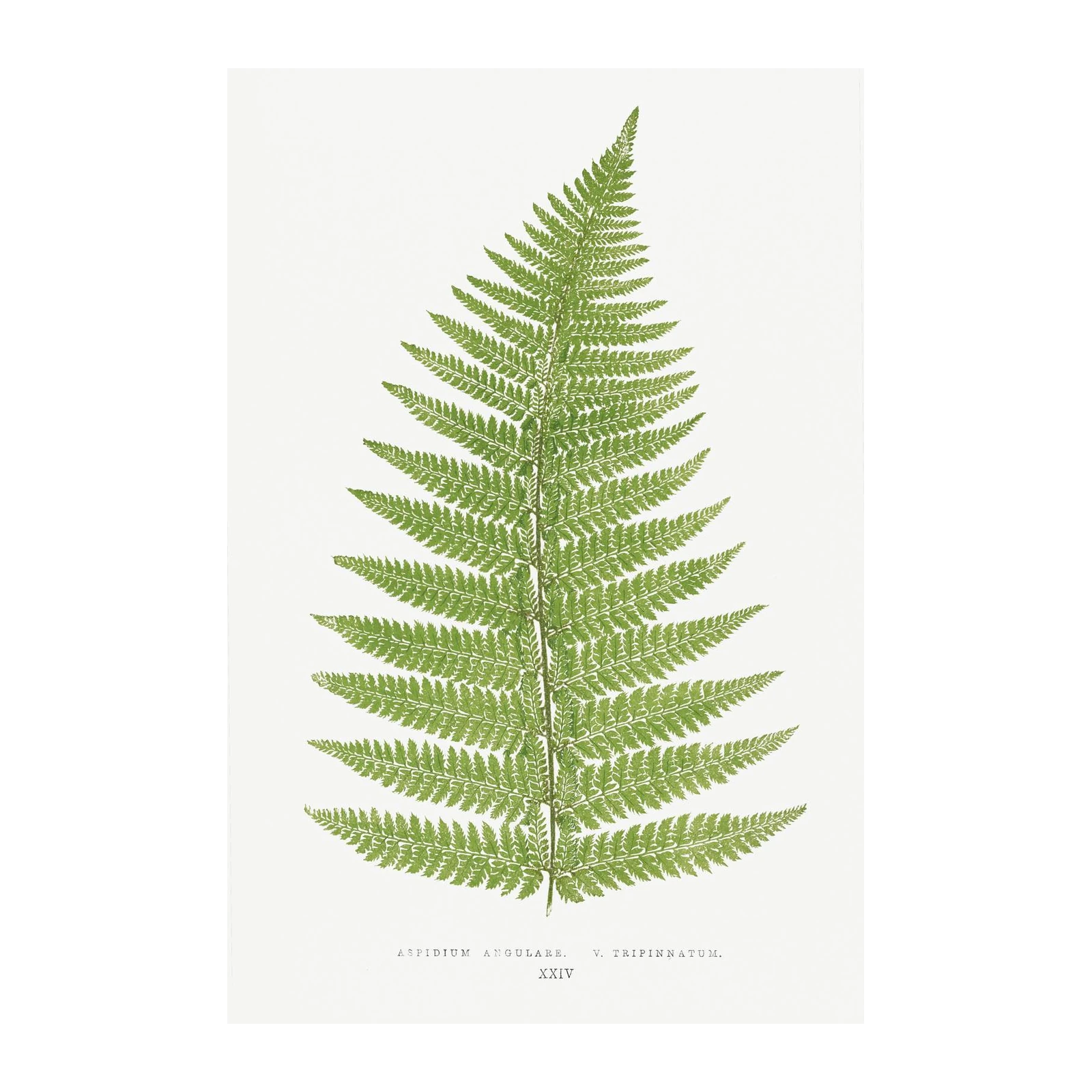 Vintage Fern Botanical Wall Art Wall Art
