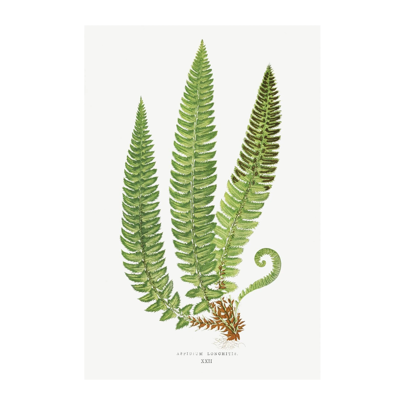 Vintage Fern Botanical Print Wall Art