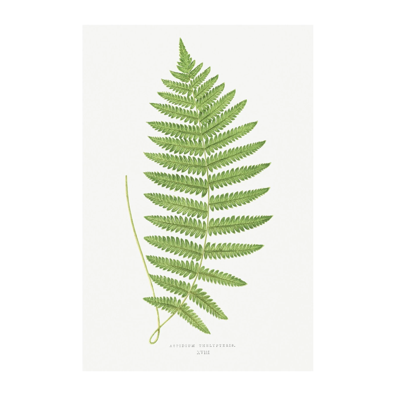 Vintage Fern Botanical Art Wall Art