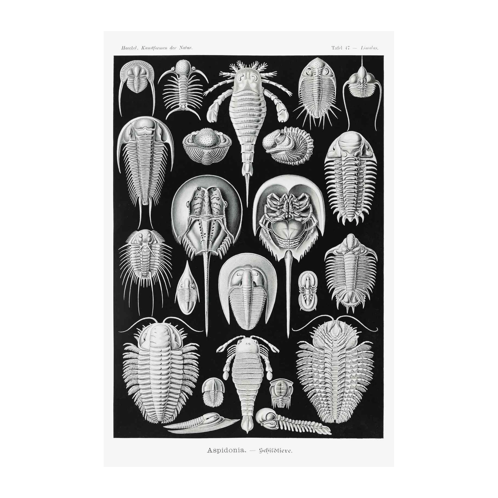Vintage Trilobite Fossil Collage Wall Art