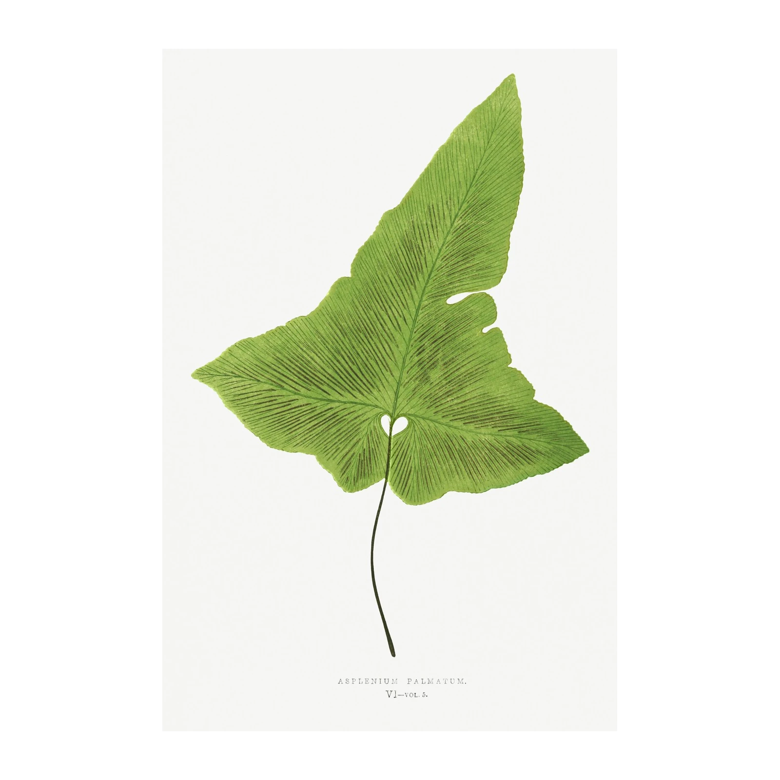 Vintage Fern Botanical Asplenium Palmatum Wall Art