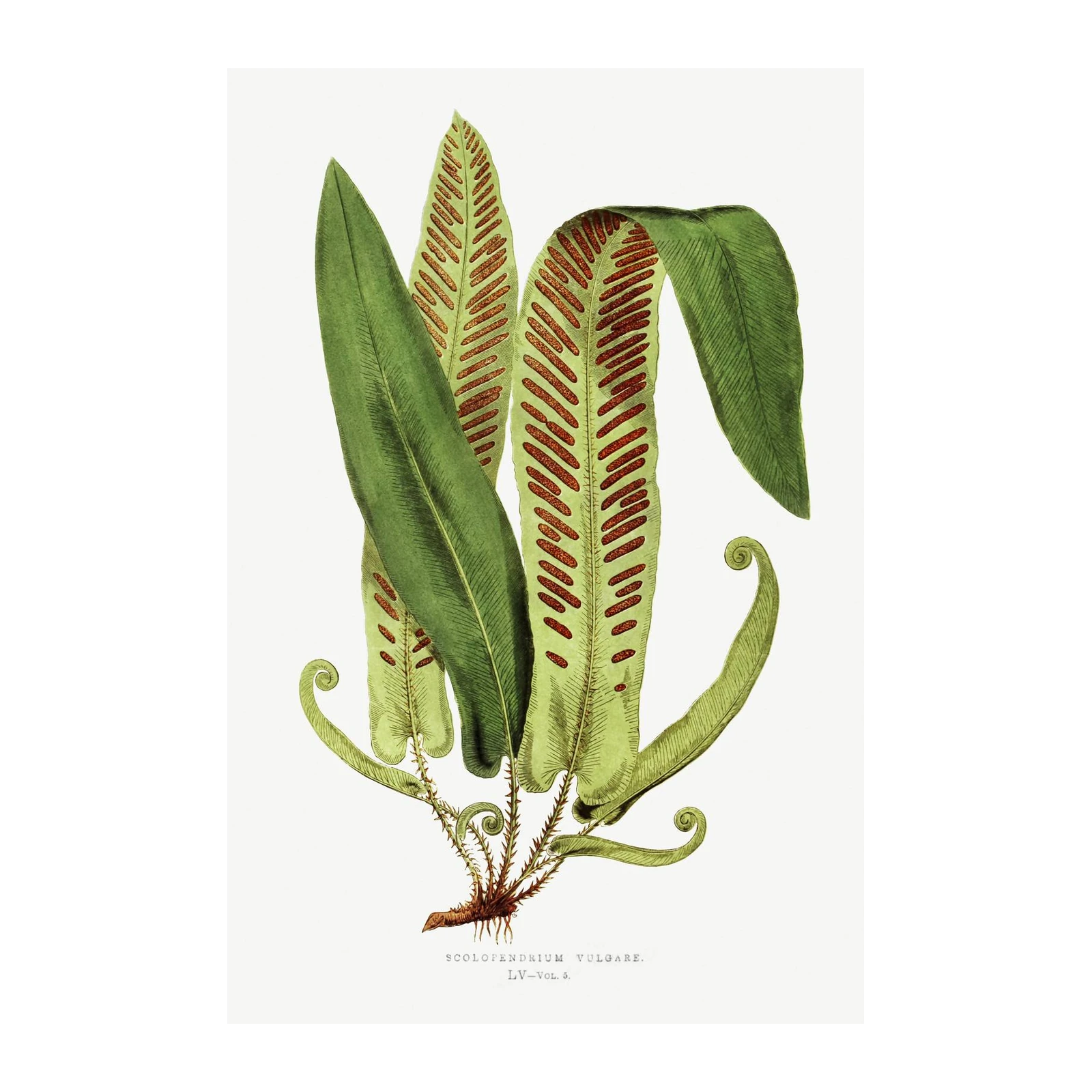 Vintage Fern Botanical Art Wall Art