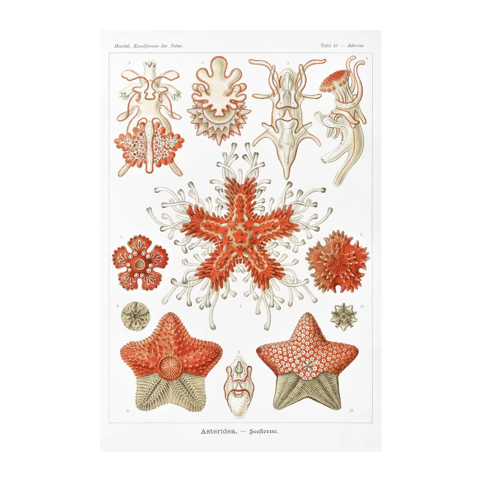 Vintage Sea Stars & Starfish Botanical Print Wall Art