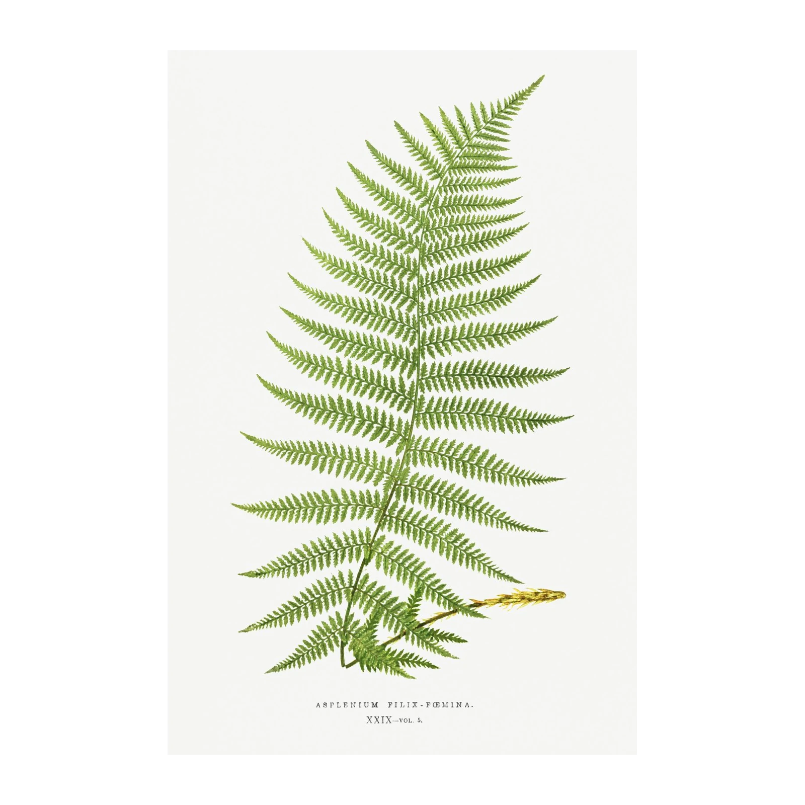 Botanical Fern Art - "Lady Fern" Wall Art