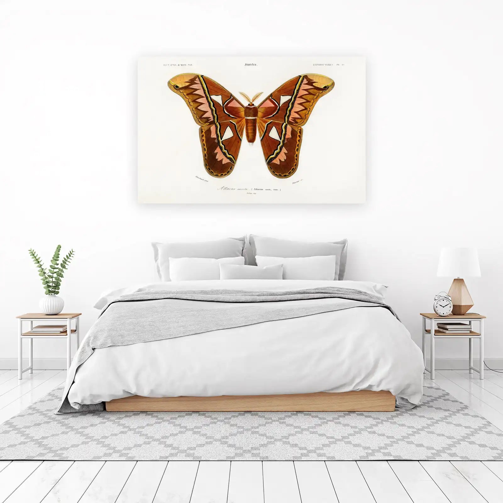 Atlas Moth Vintage Entomology Wall Art