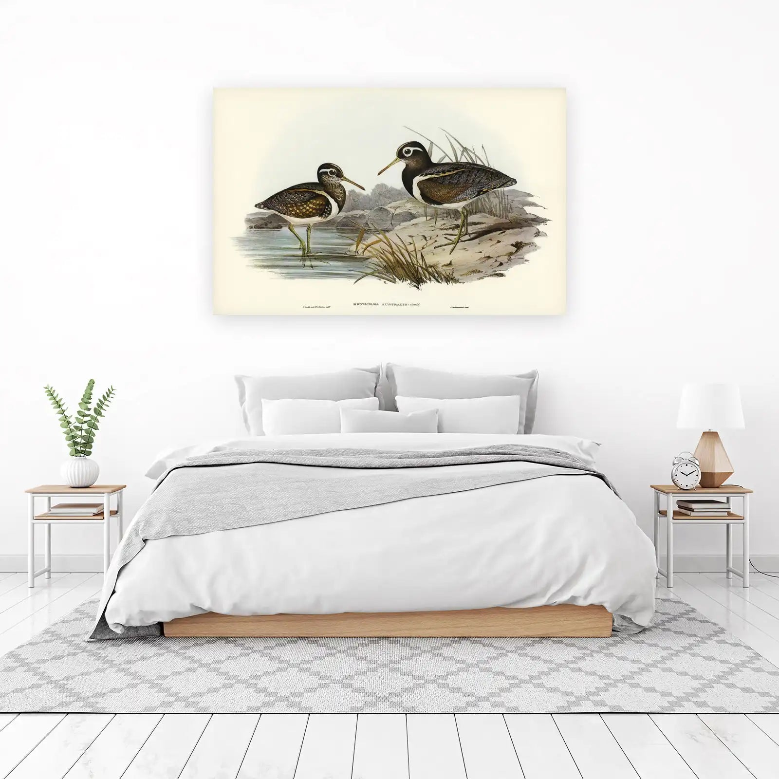Vintage Bird Art: Australian Painted Snipe Wall Art