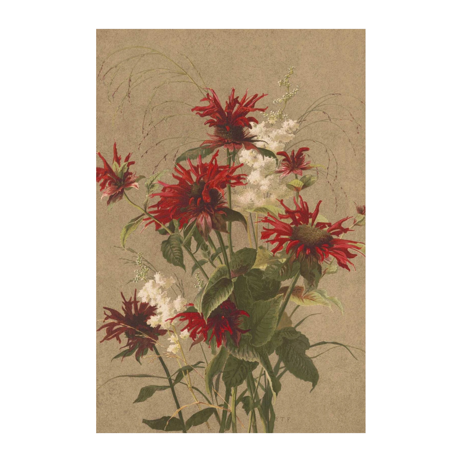 Vibrant Red Bee Balm Floral Wall Art