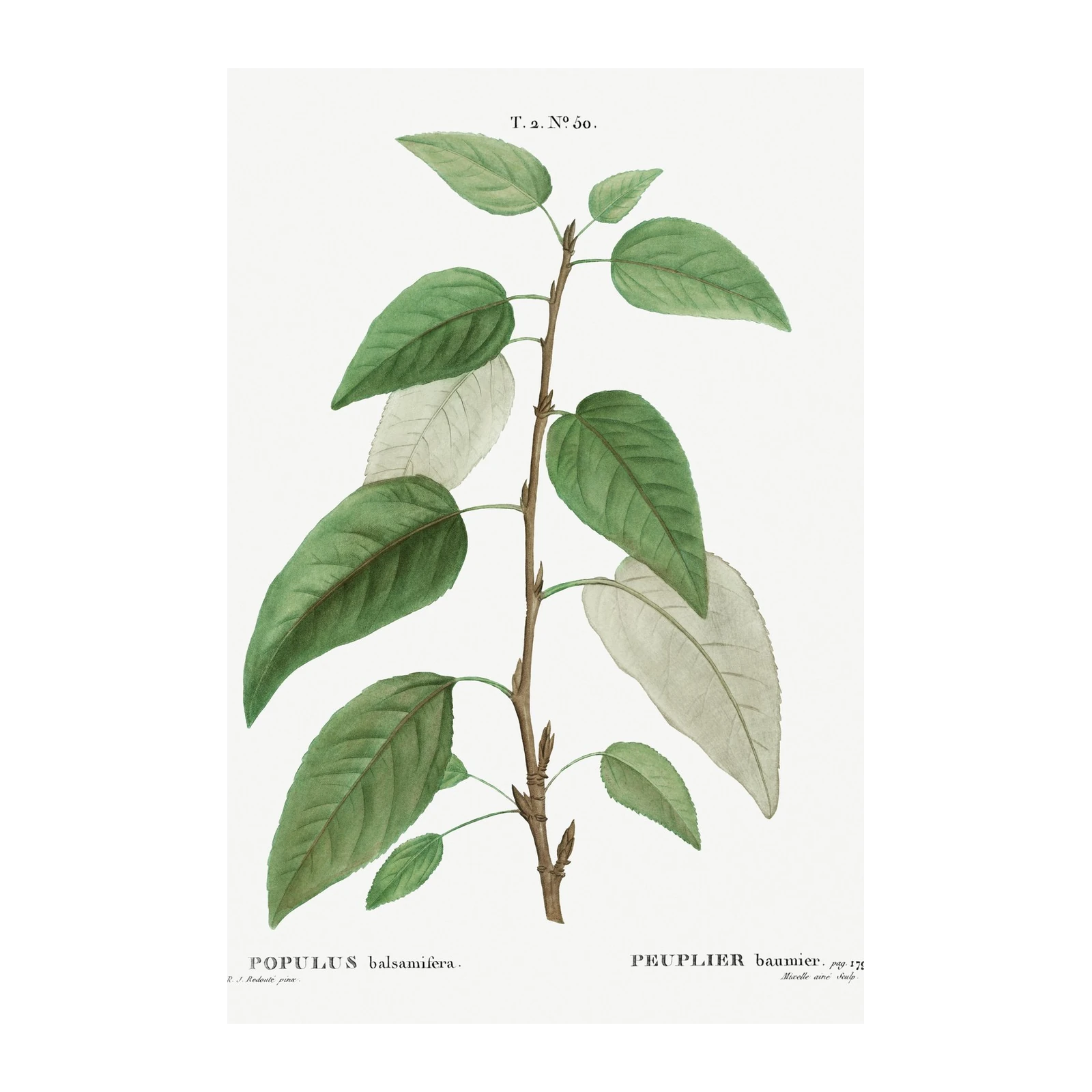 Botanical Populus Balsamifera Wall Art