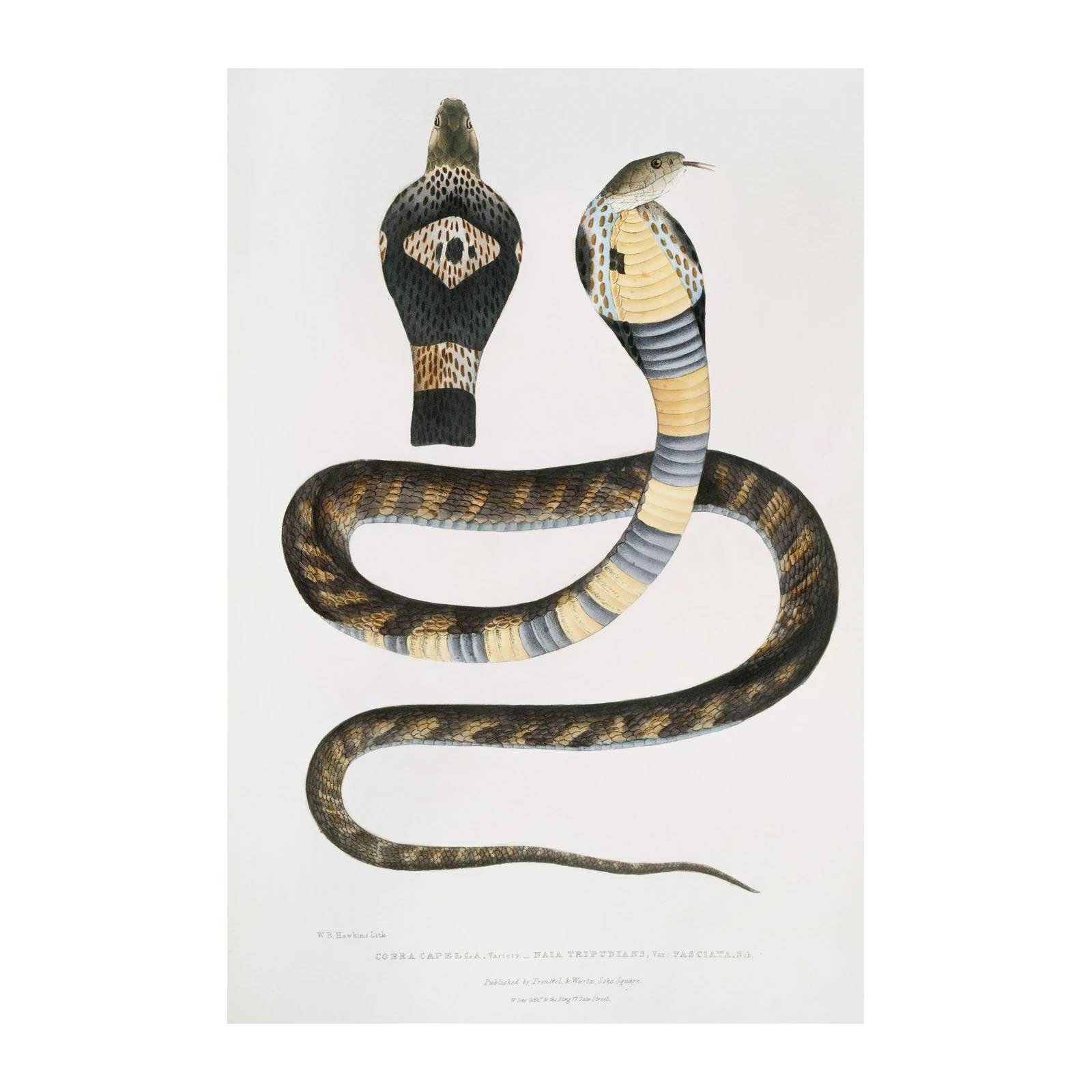 Vintage Cobra Snake Art | Reptile Wall Decor Wall Art
