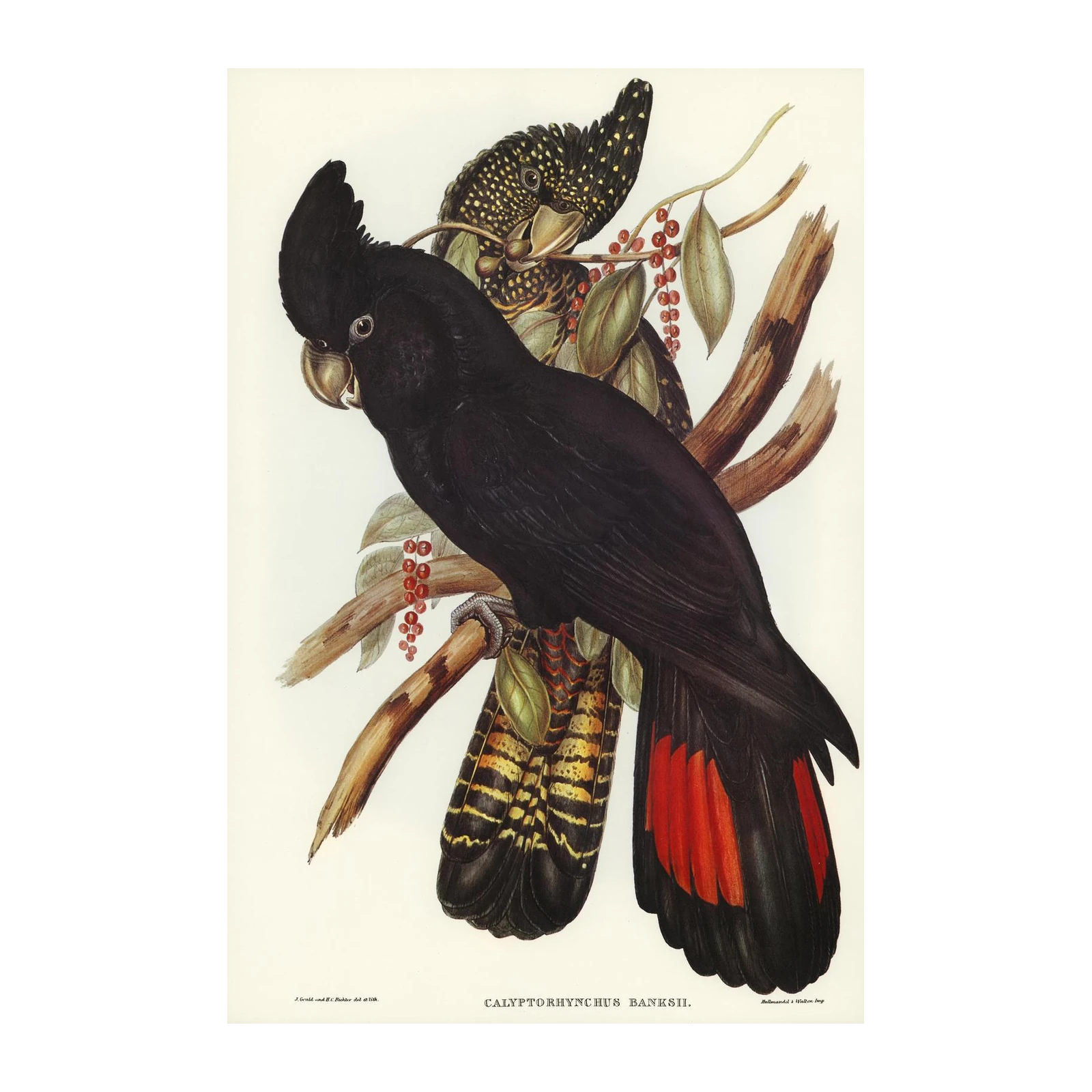 Exotic Black Cockatoo Wall Art | Tropical Bird Wall Art