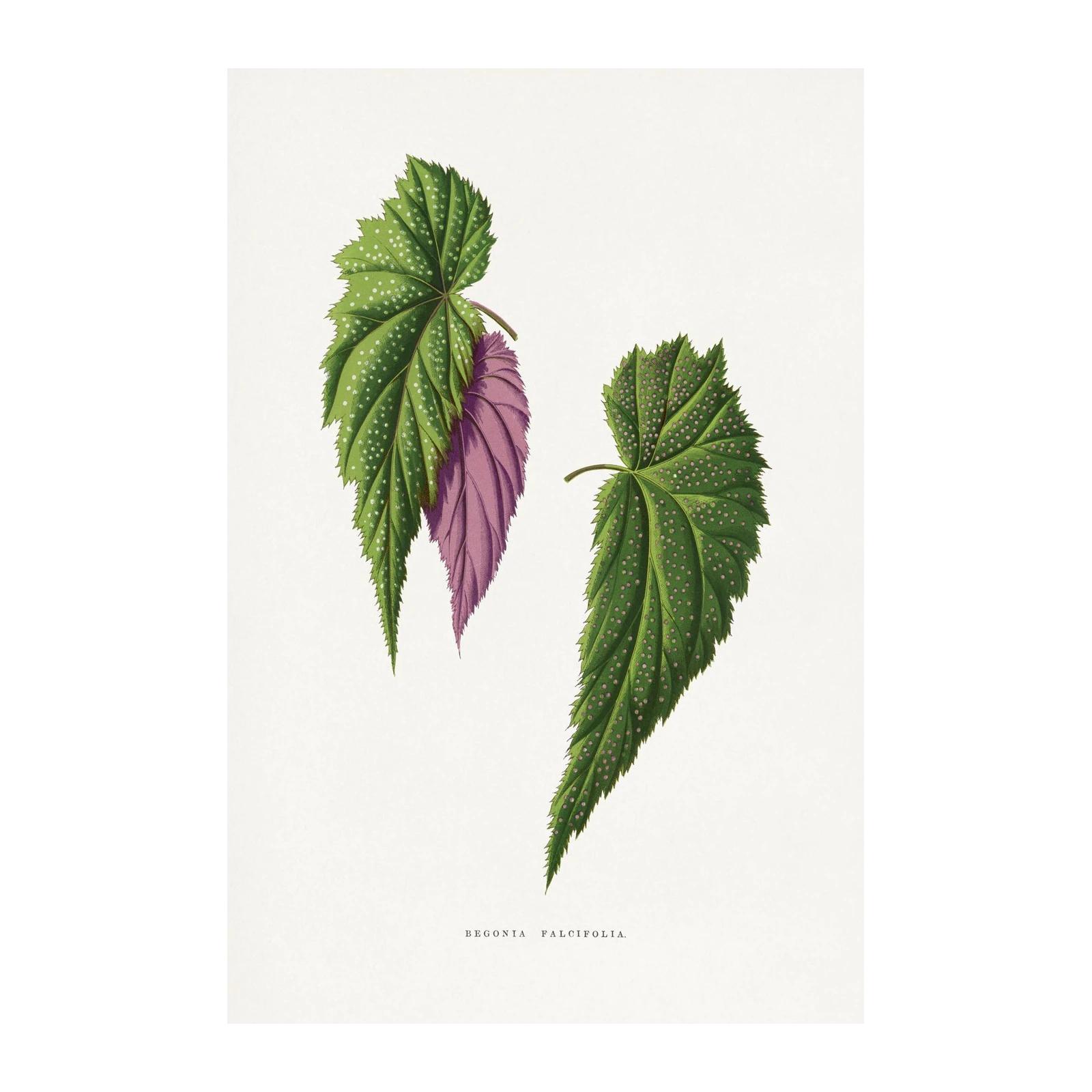 Vintage Begonia Falcifolia Botanical Art Wall Art