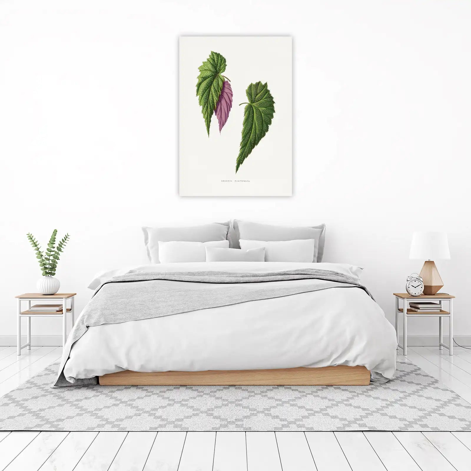 Vintage Begonia Falcifolia Botanical Art Wall Art