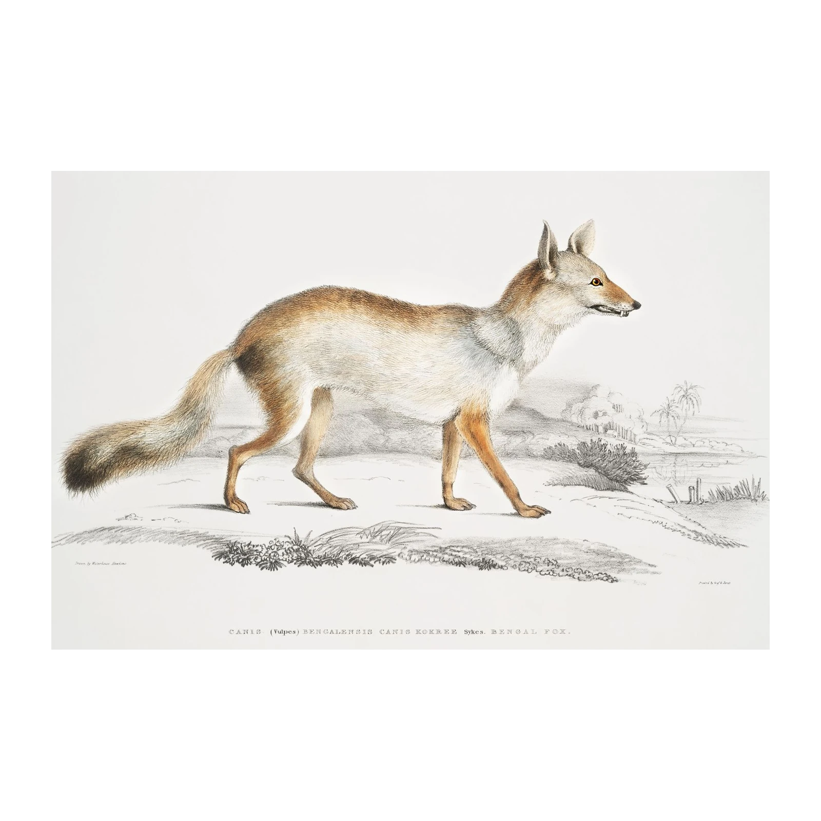 Vintage Bengal Fox Illustration Wall Art