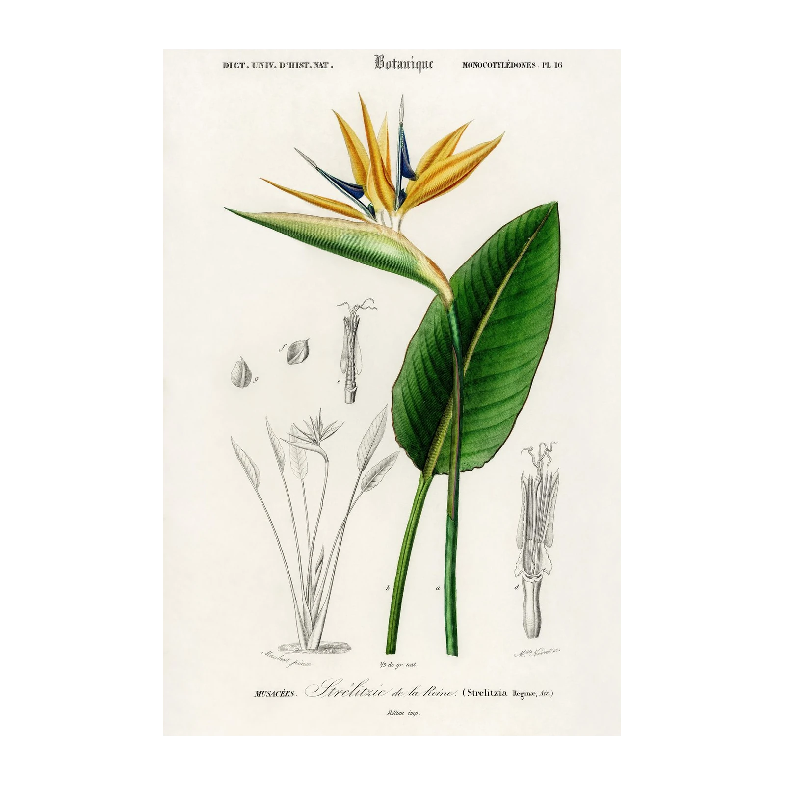 Strelitzia Reginae Botanical Art Wall Art