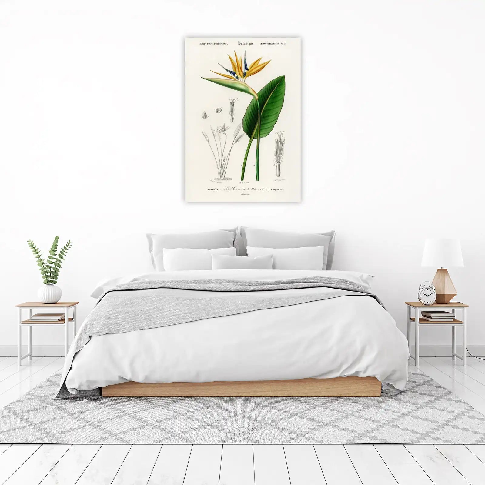Strelitzia Reginae Botanical Art Wall Art