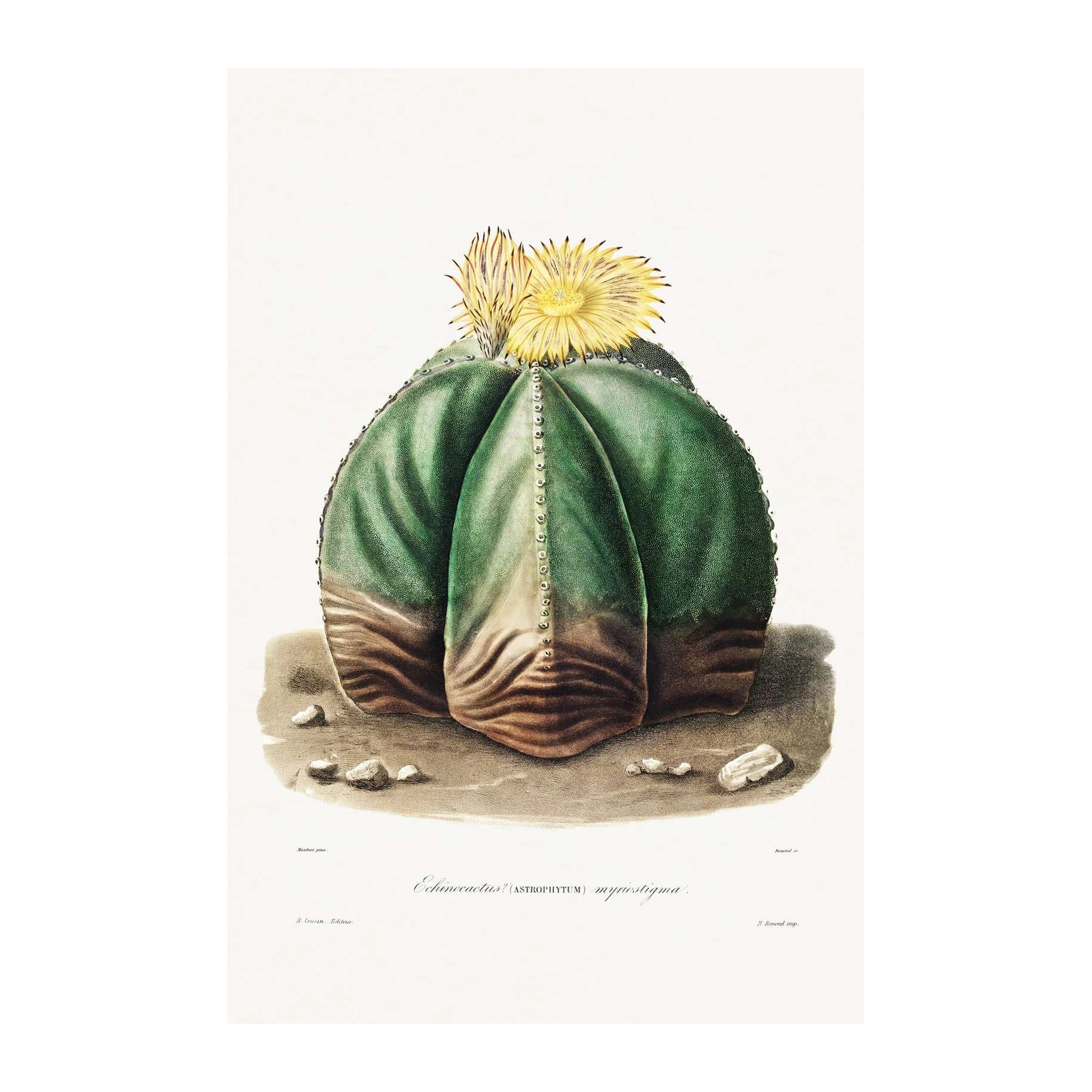 Botanical Cactus Art Wall Art
