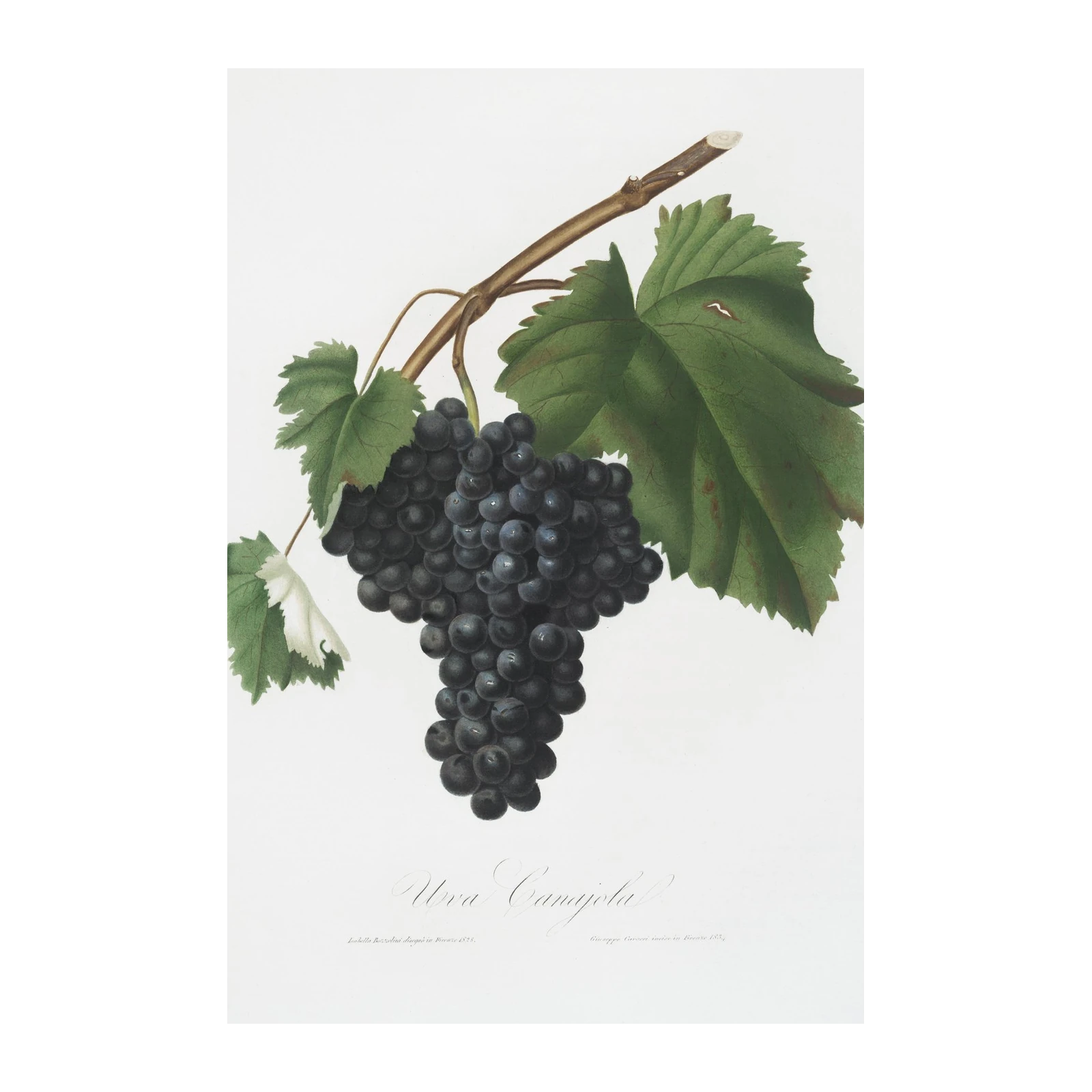 Vintage Grapes Botanical Art Wall Art