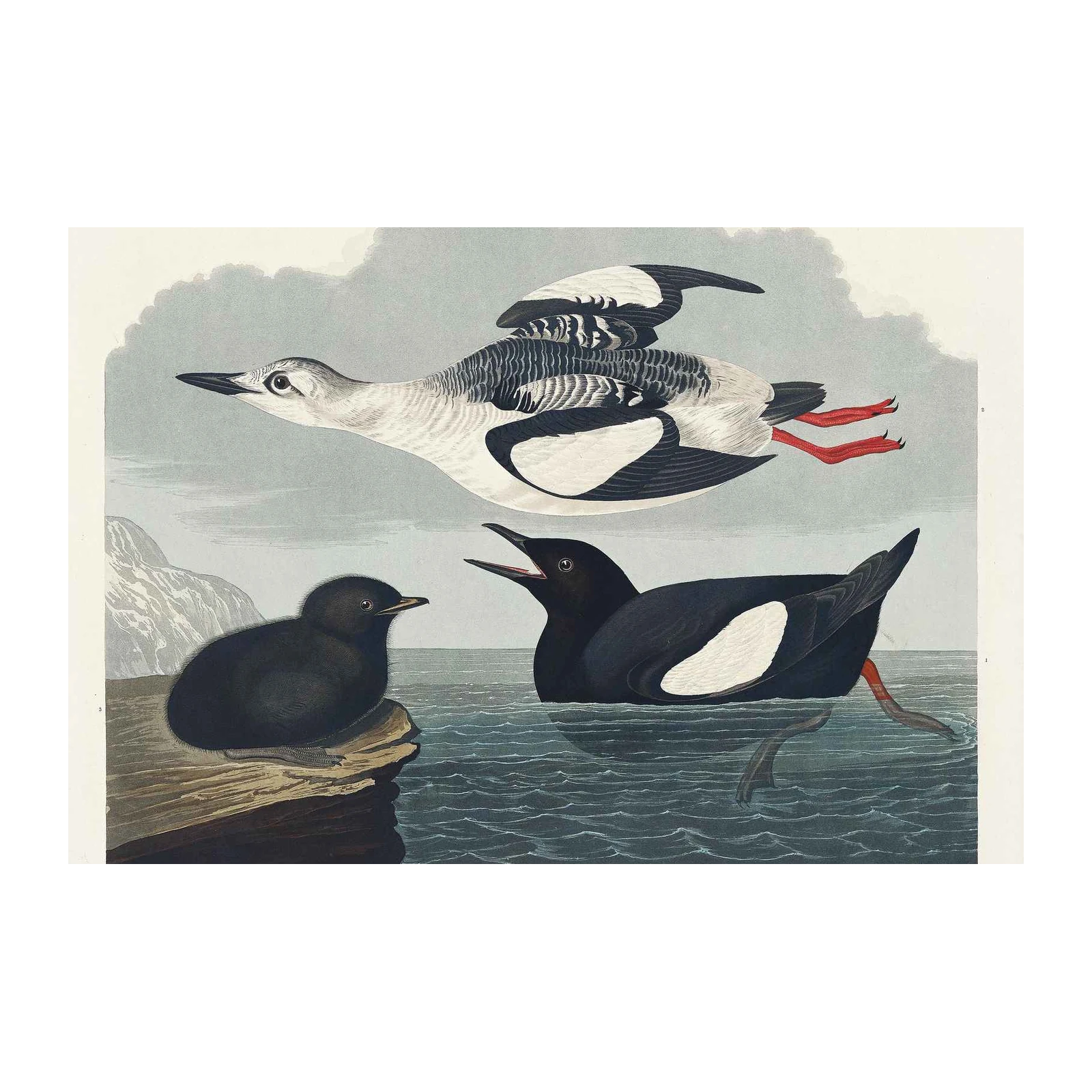Black Guillemot Vintage Bird Art Wall Art