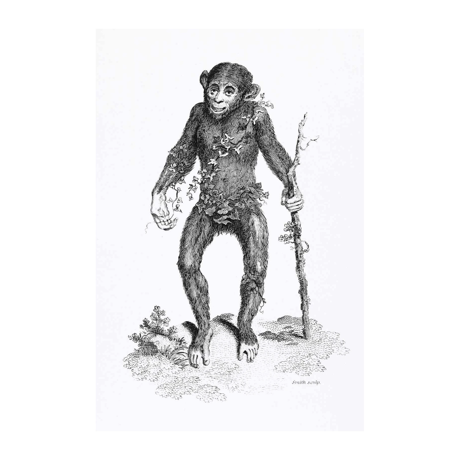 Vintage Monkey & Vine Black & White Wall Art