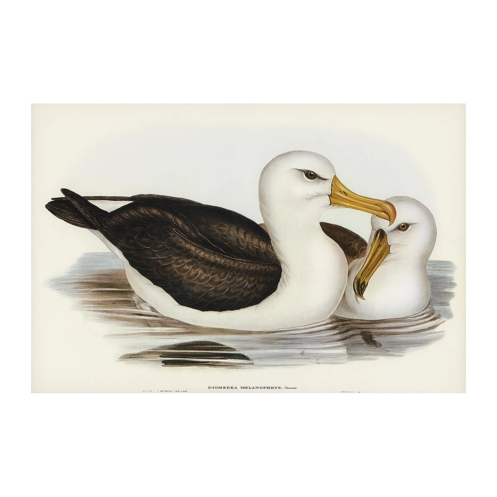 Elegant Albatross Pair Bird Art Wall Art