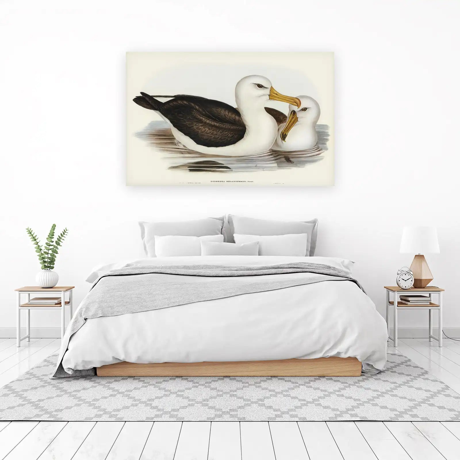 Elegant Albatross Pair Bird Art Wall Art