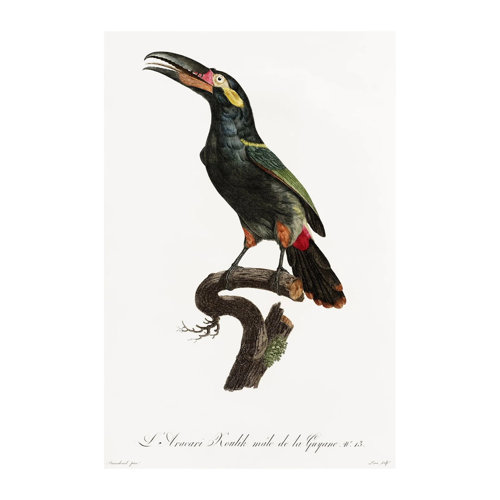 Exotic Toucan Bird Vintage Art Wall Art