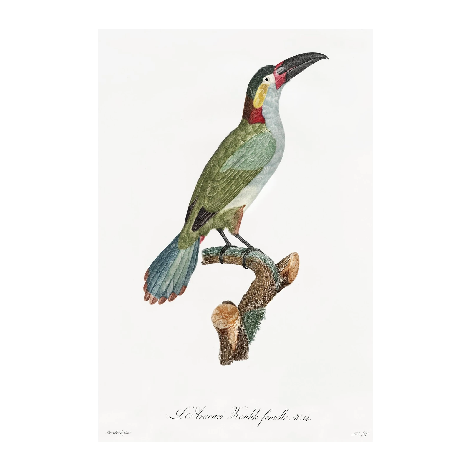 Vintage Toucan Bird Art Print - Exotic Nature Wall Art