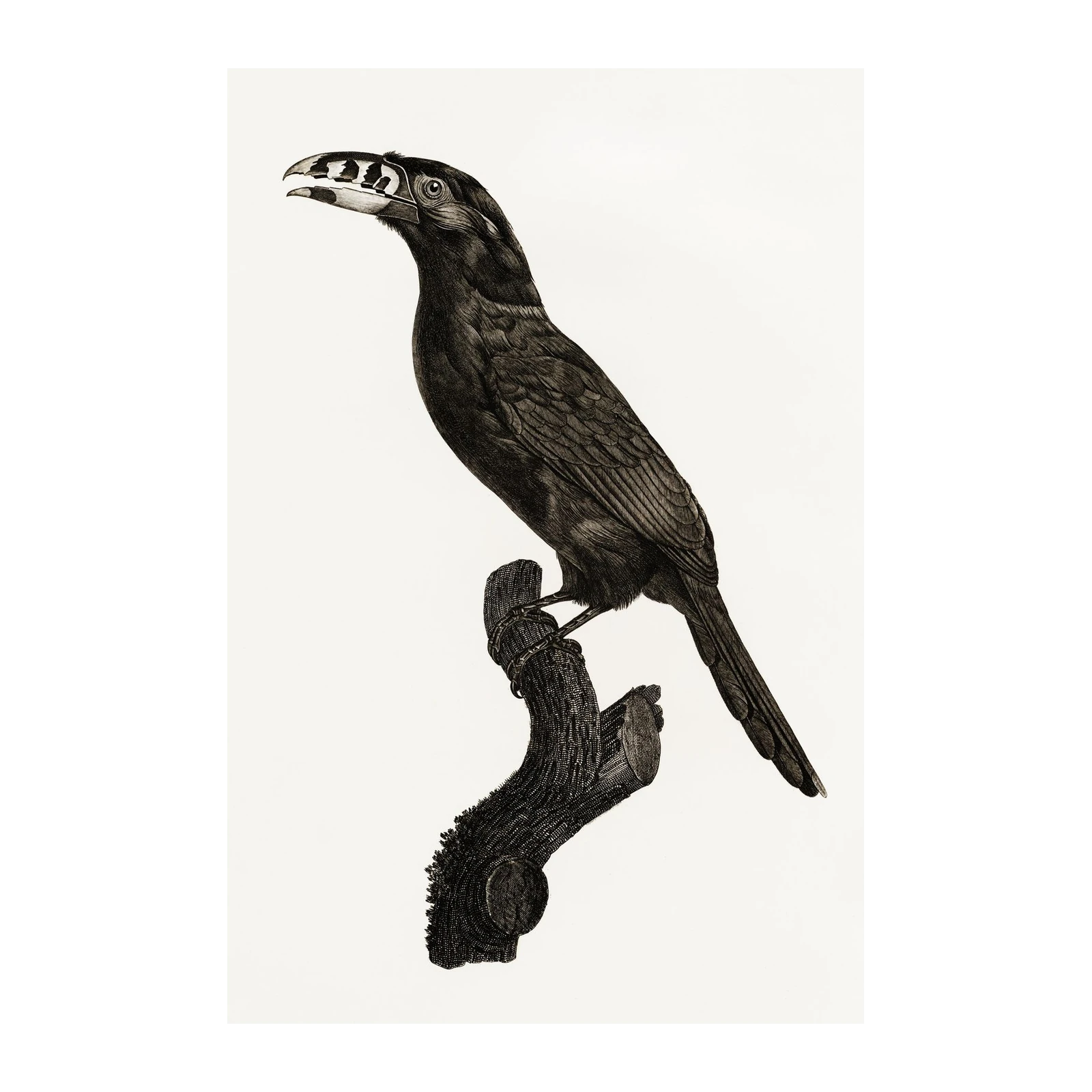 Intricate Toucan Botanical Illustration Wall Art