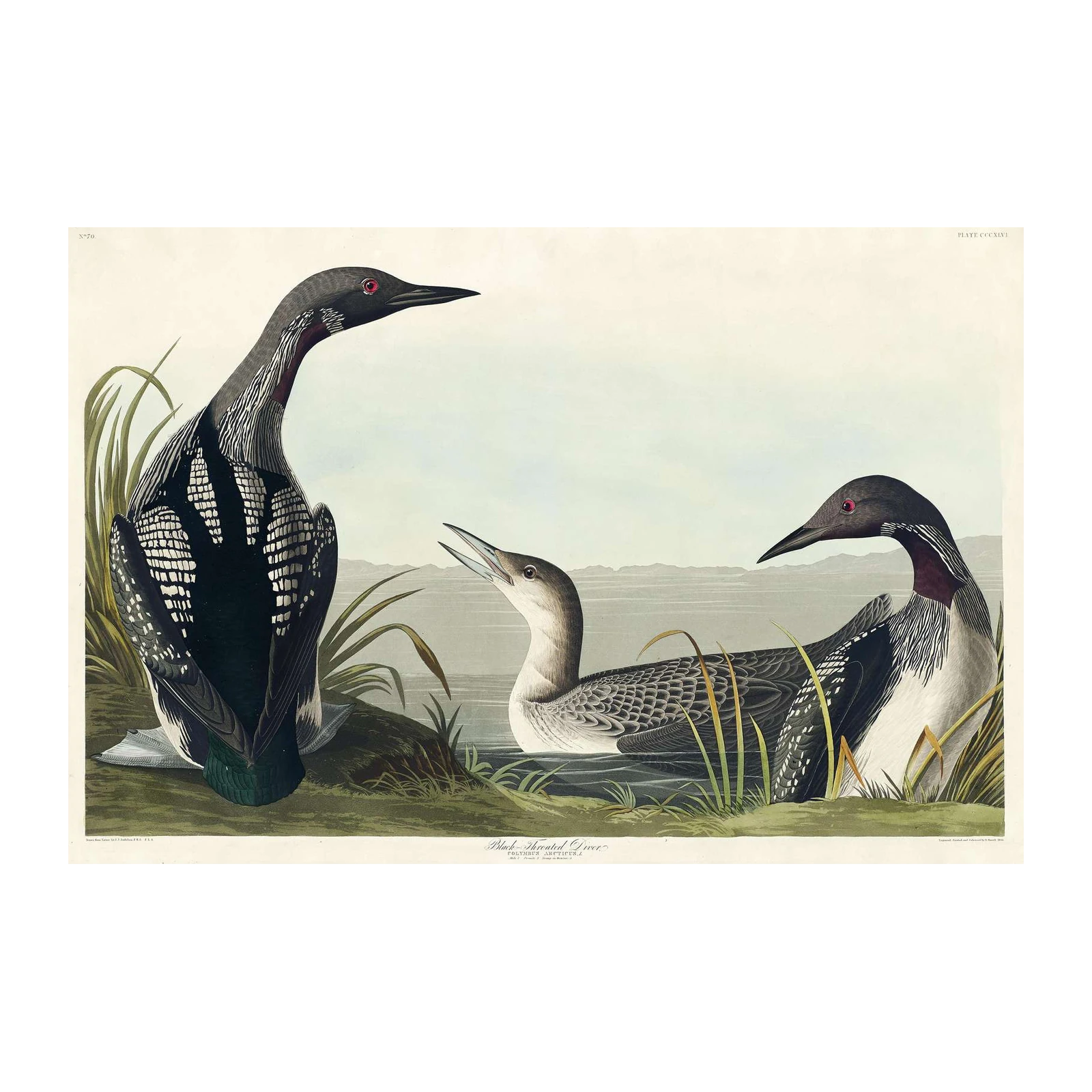 Black-Throated Loon Vintage Bird Art Wall Art