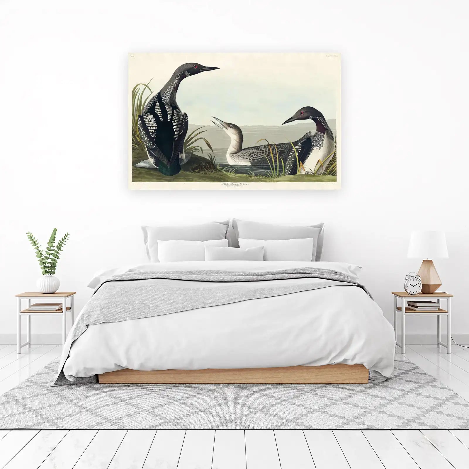 Black-Throated Loon Vintage Bird Art Wall Art
