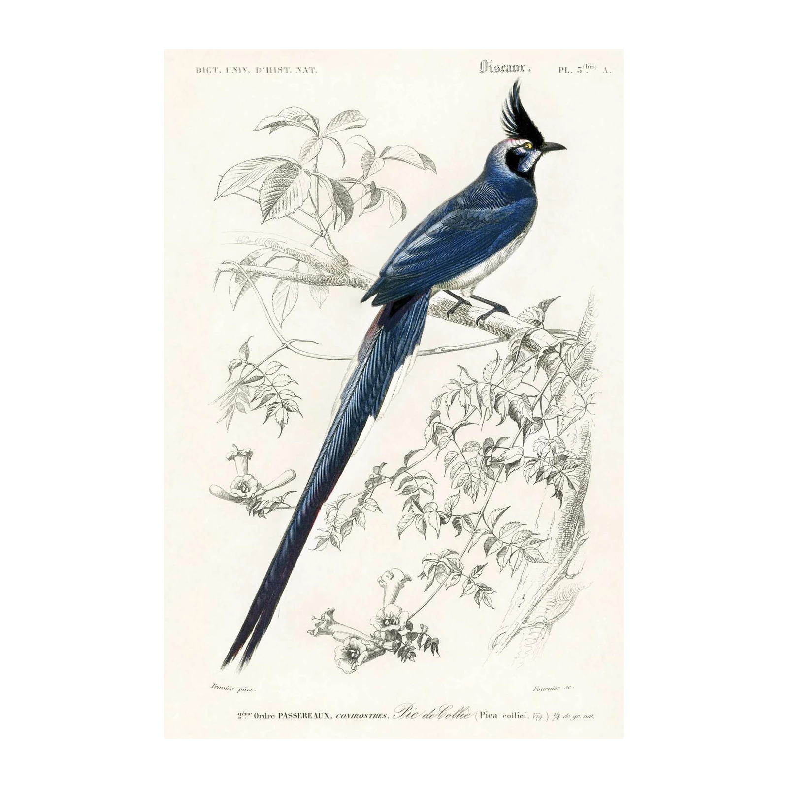 Blue Crested Jay Vintage Bird Art Wall Art