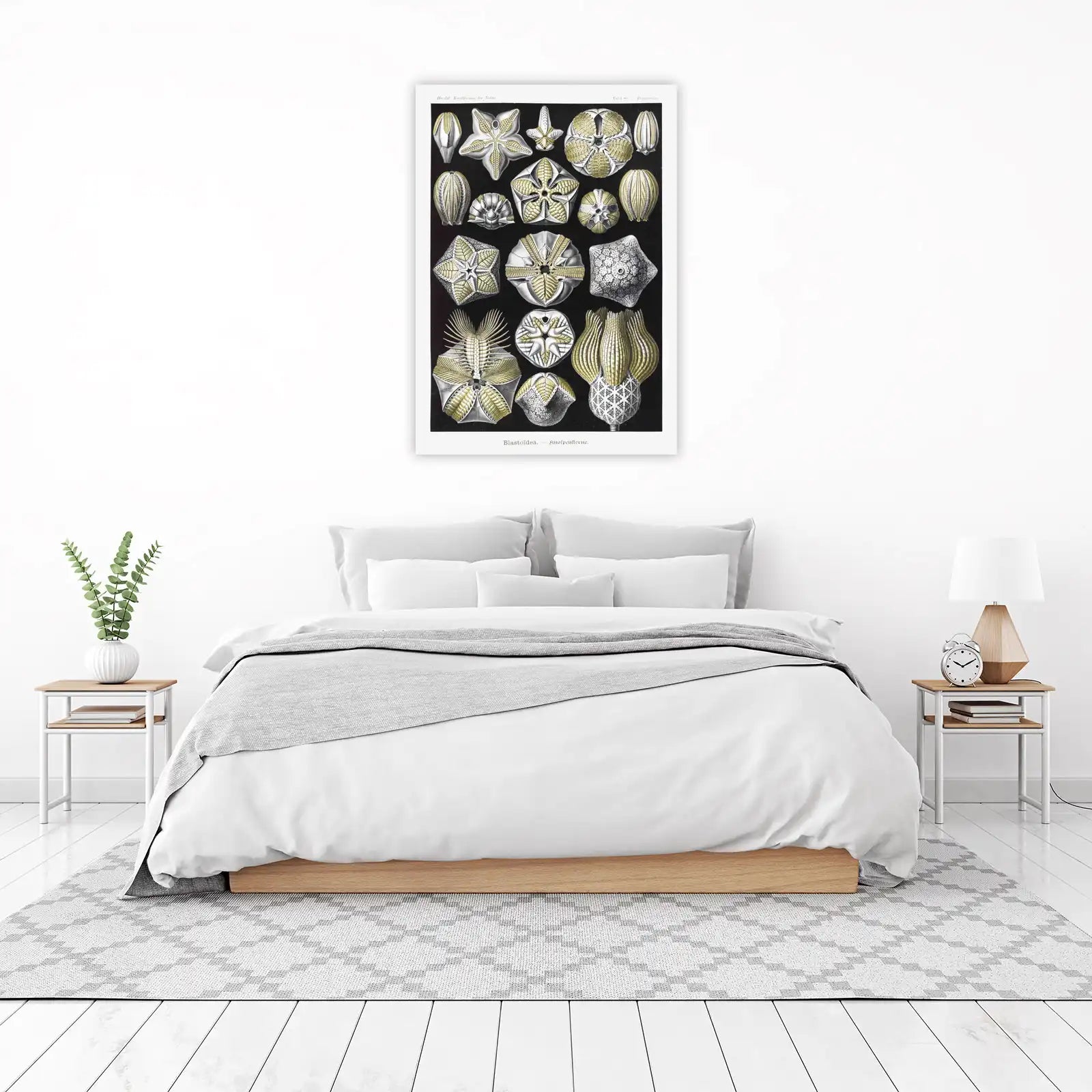 Vintage Sea Creature Starfish Wall Art
