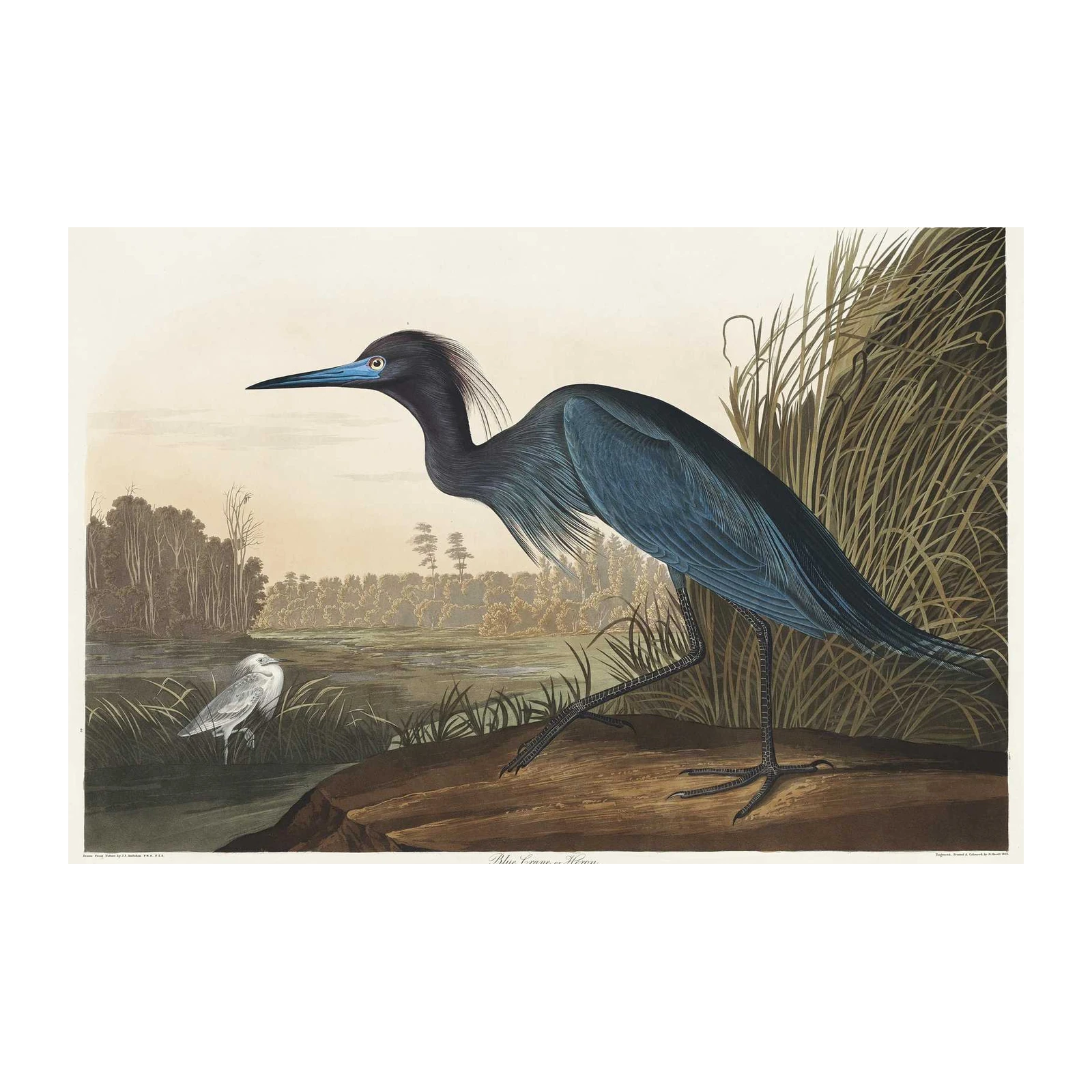 Blue Crane Heron Vintage Bird Art Wall Art