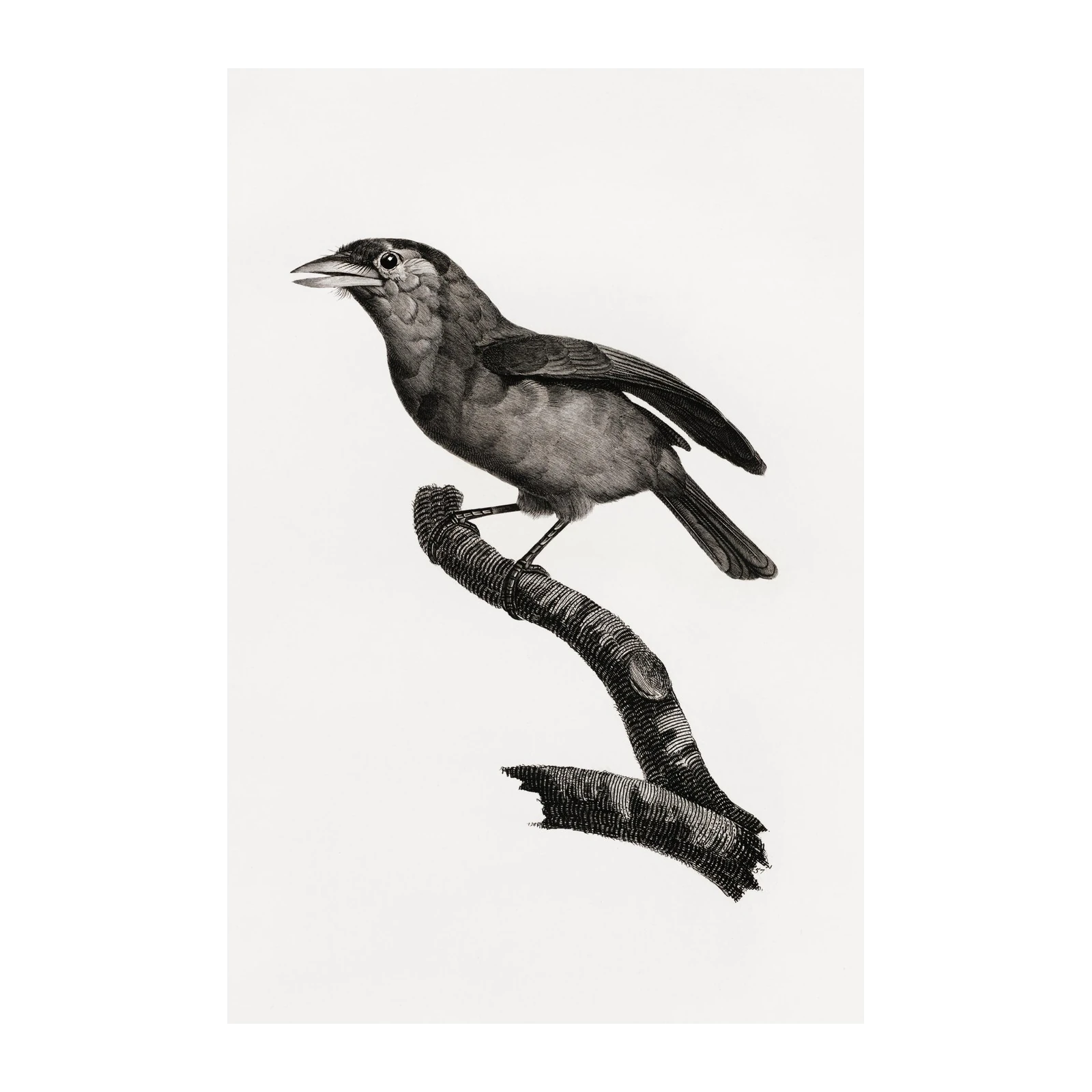Vintage Bird Perched on Branch Wall Art