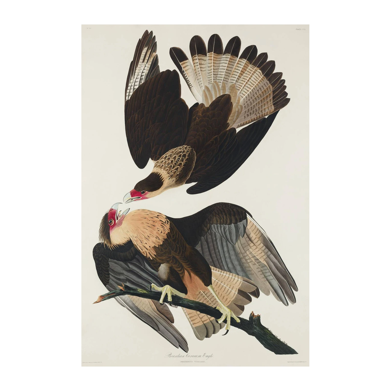 Exquisite Caracara Eagle Wall Art Wall Art