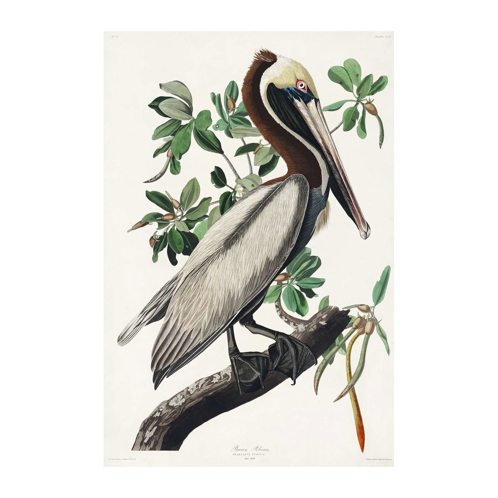 Brown Pelican Bird Vintage Art Wall Art