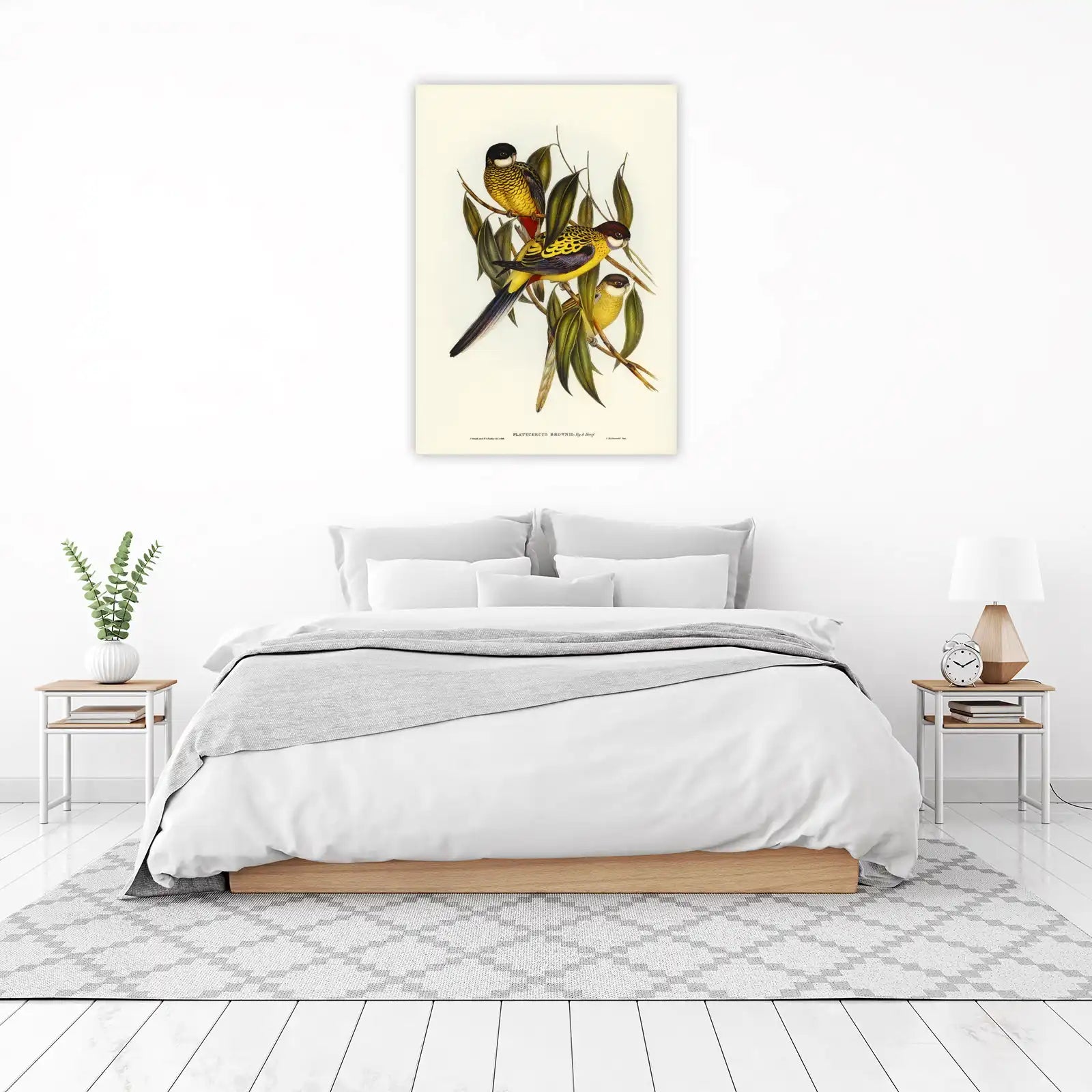 Elegant Rosella Bird Art Print Canvas
