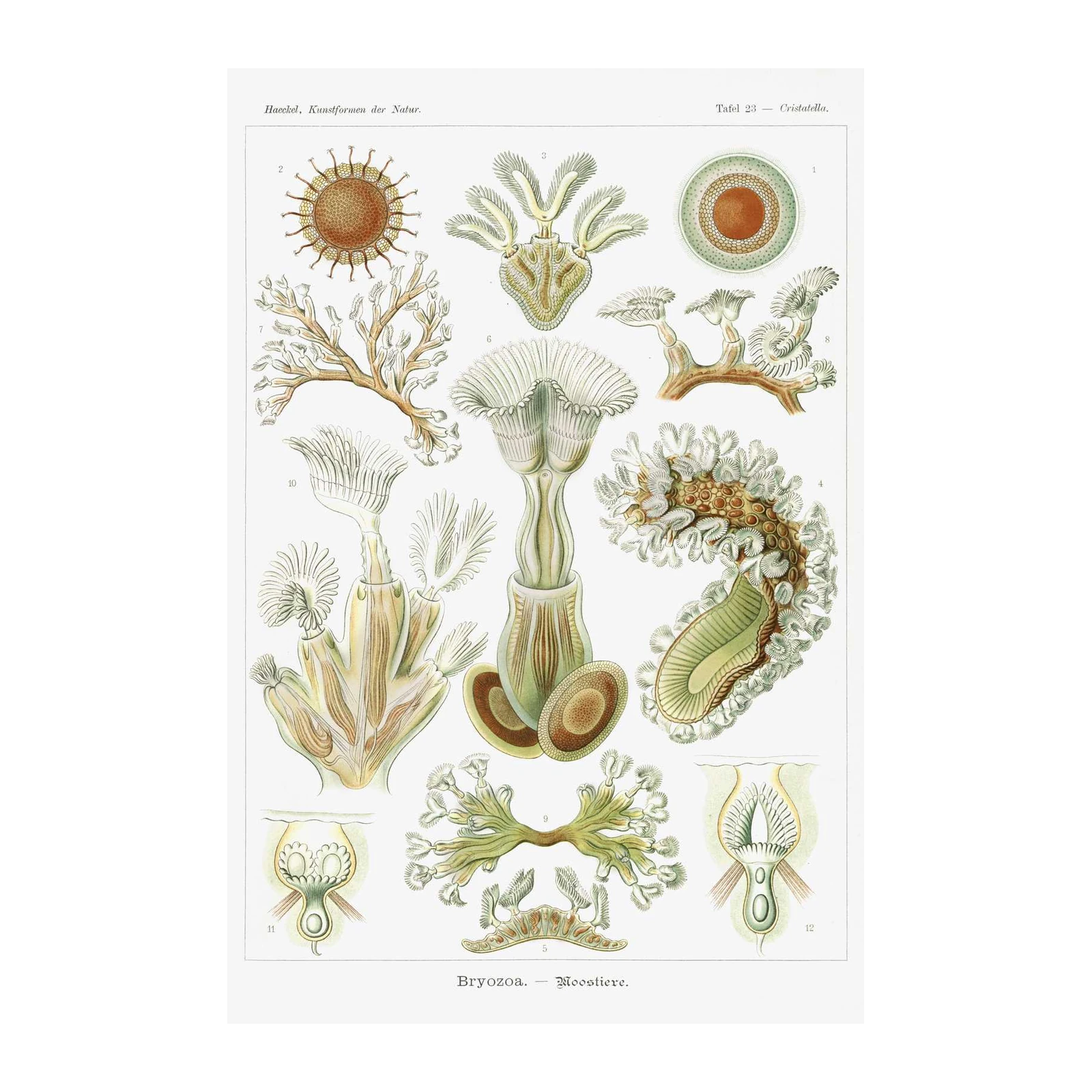 Haeckel Bryozoa Sea Creatures Wall Art