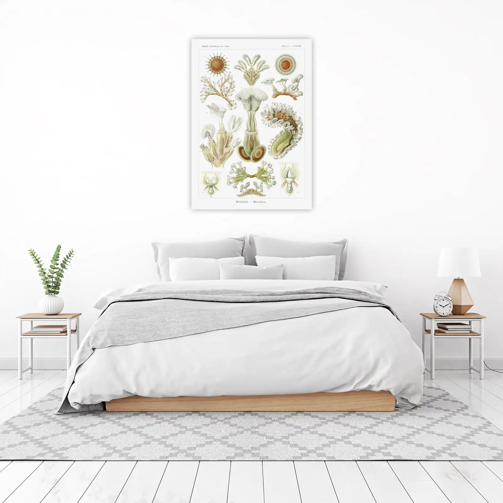 Haeckel Bryozoa Sea Creatures Wall Art