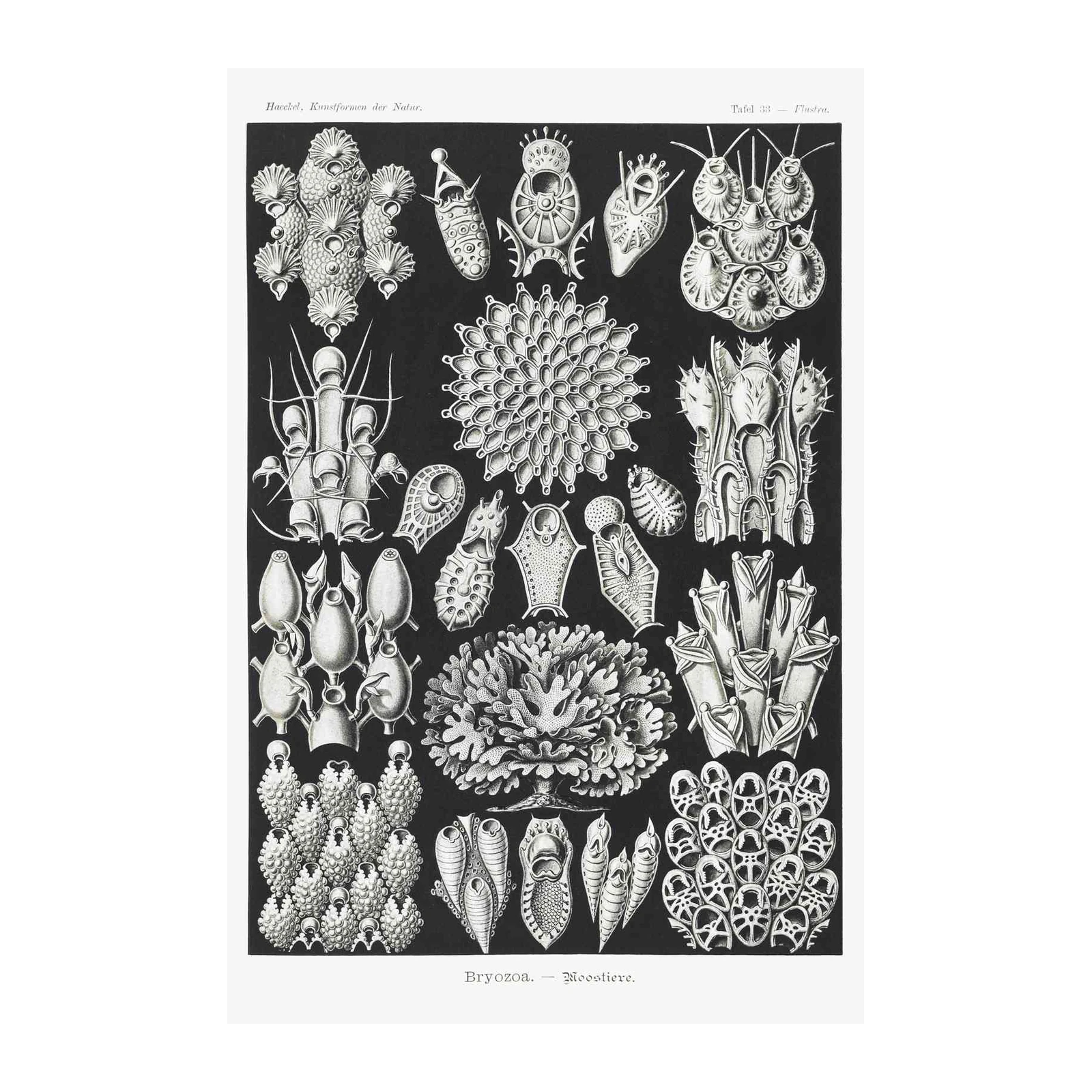 Vintage Bryozoa Scientific Art Wall Art