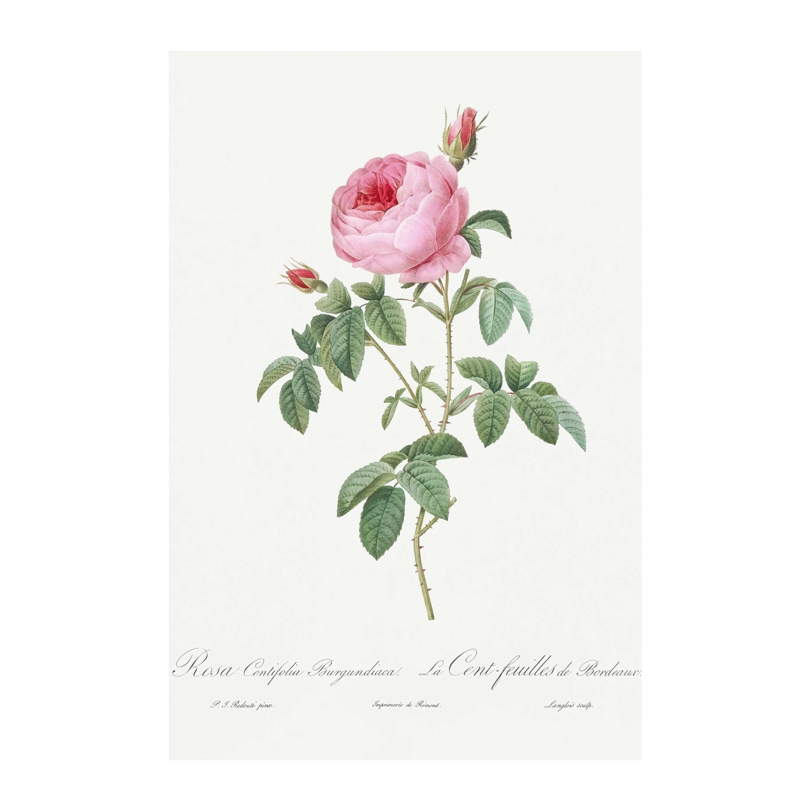 Elegant Pink Rose Botanical Art Wall Art