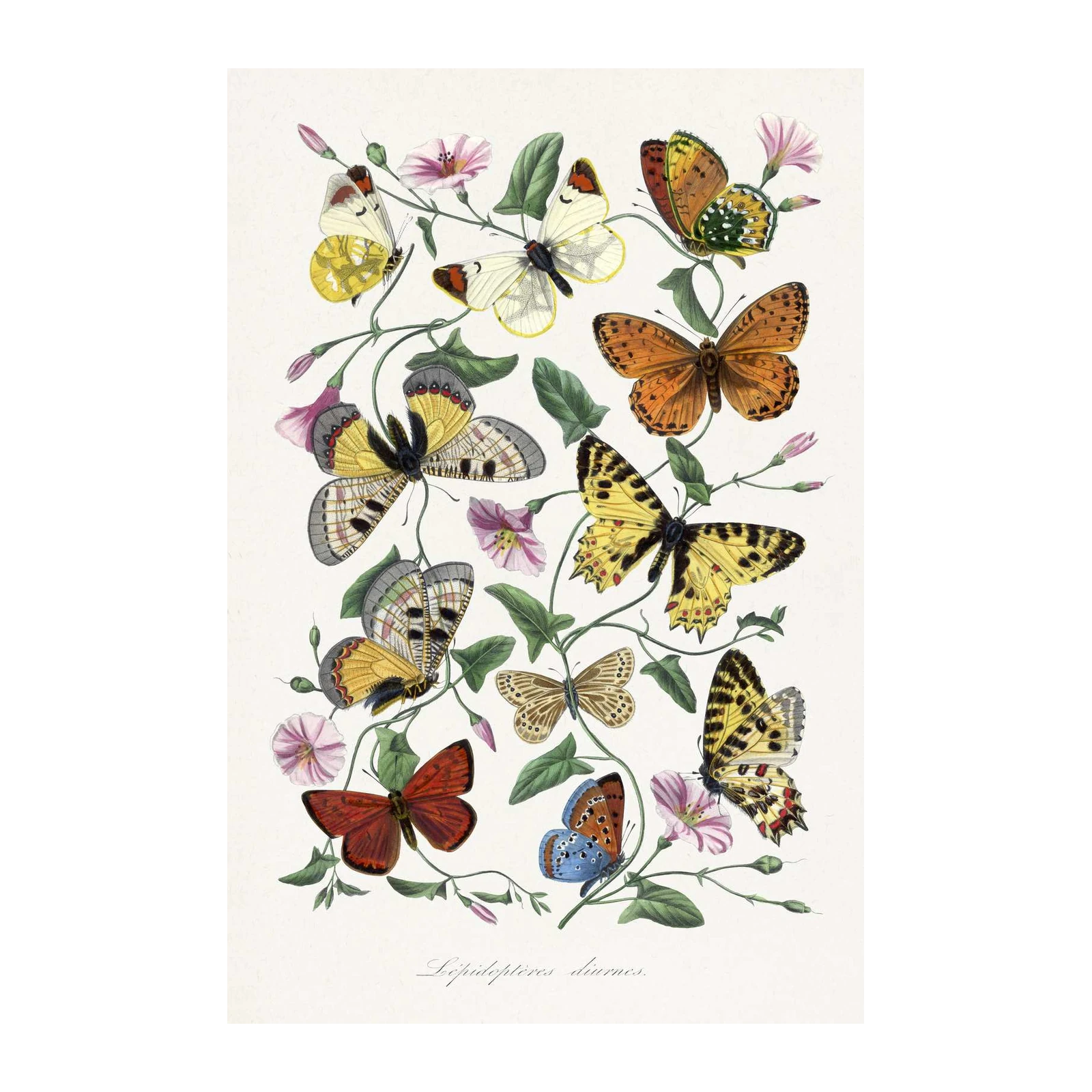 Vintage Butterfly Botanical Art Wall Art