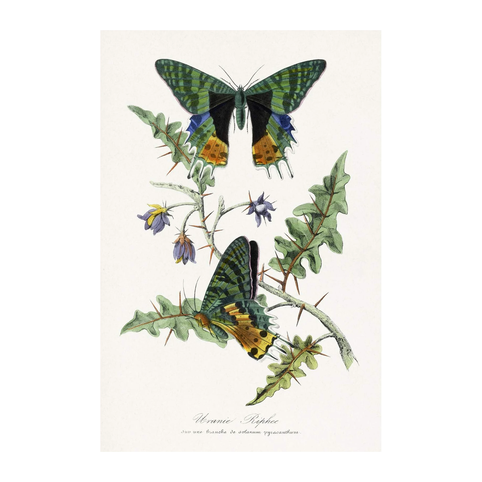 Vintage Butterfly & Thorny Branch Wall Art