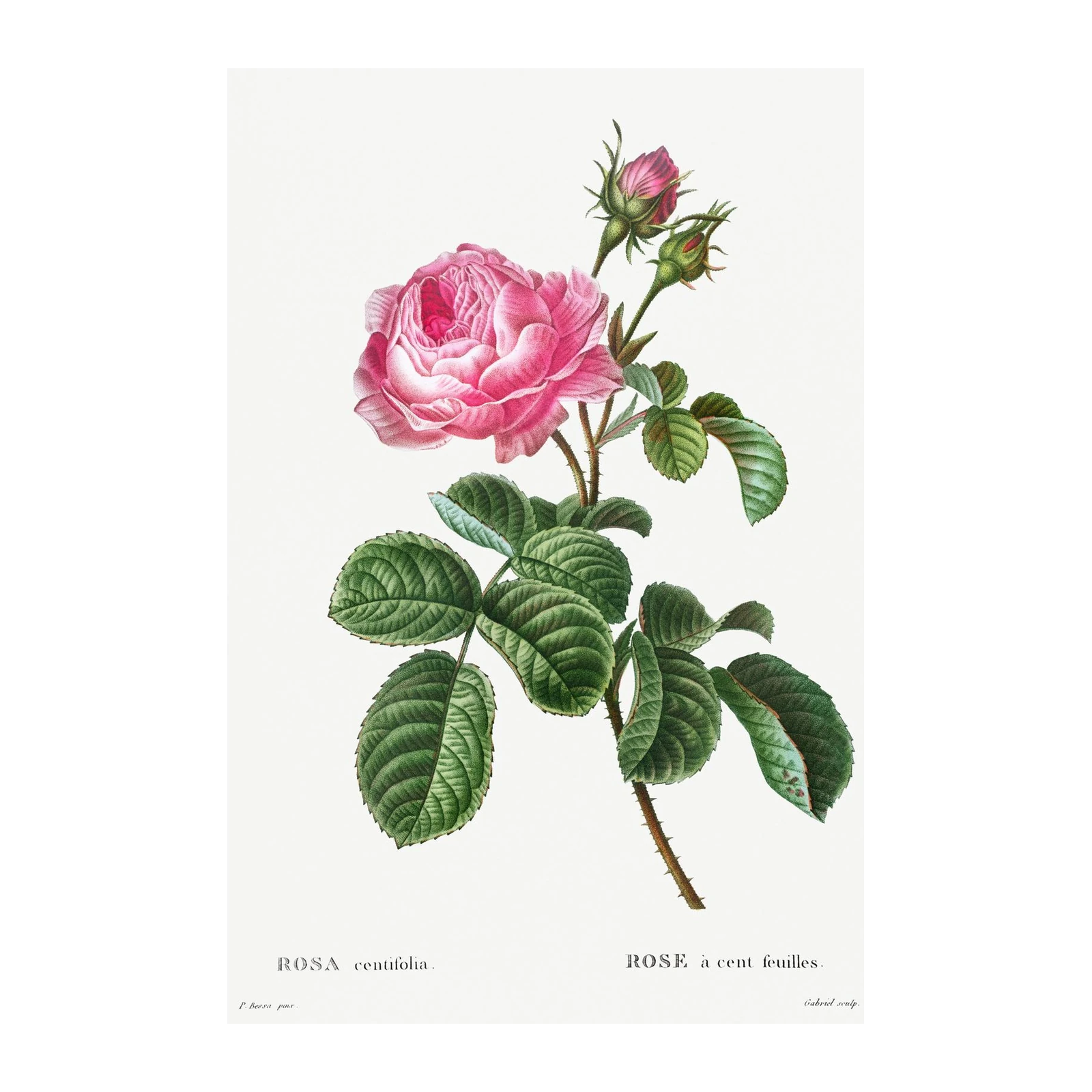 Vintage Pink Rose Botanical Wall Art