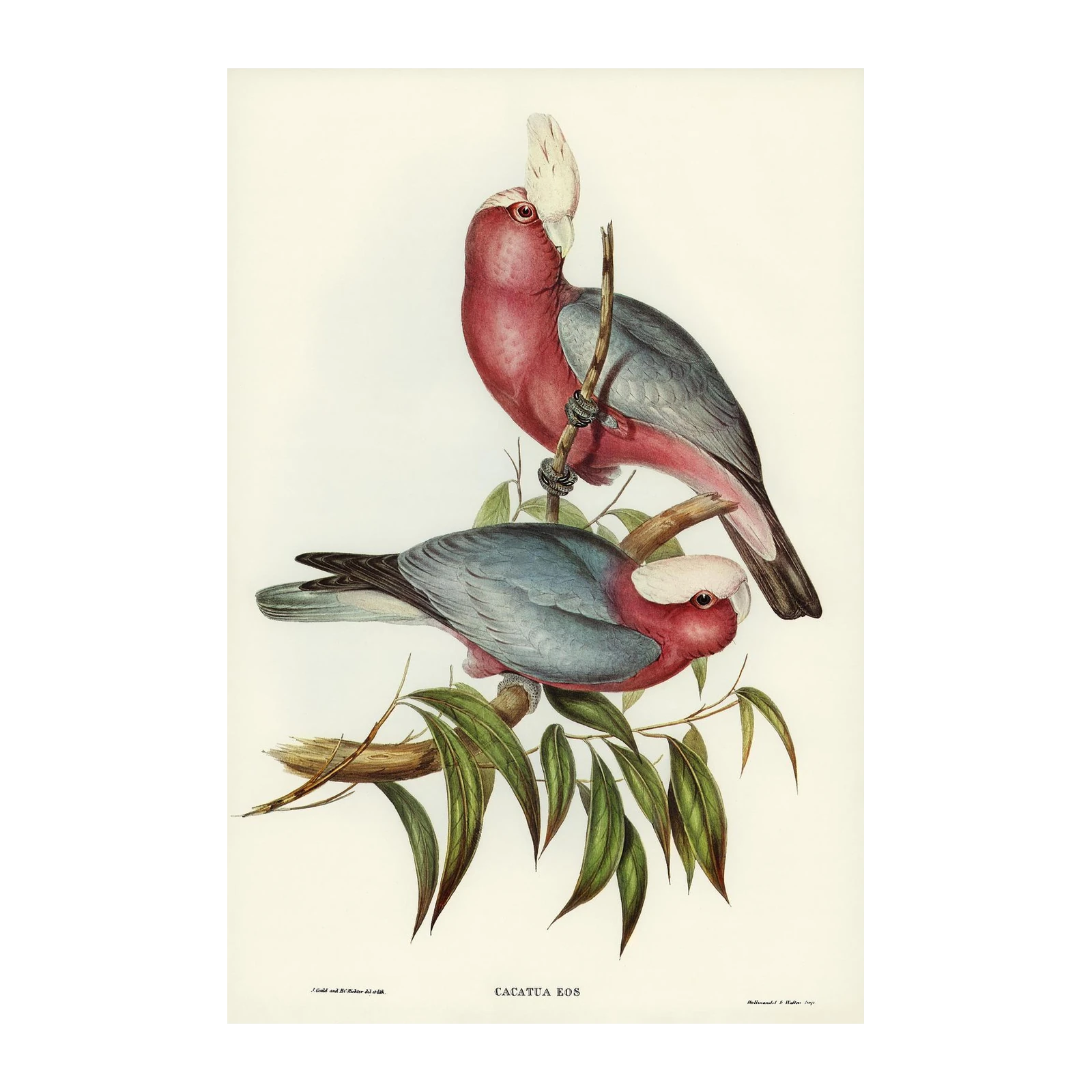 Galah Cockatoo Botanical Art Wall Art