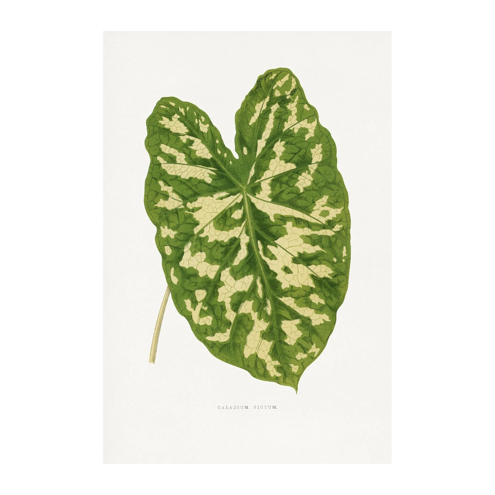 Caladium Pictum Botanical Art Wall Art