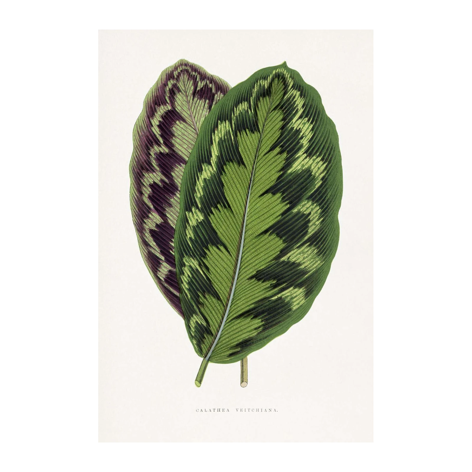 Calathea Veitchiana Botanical Art Wall Art