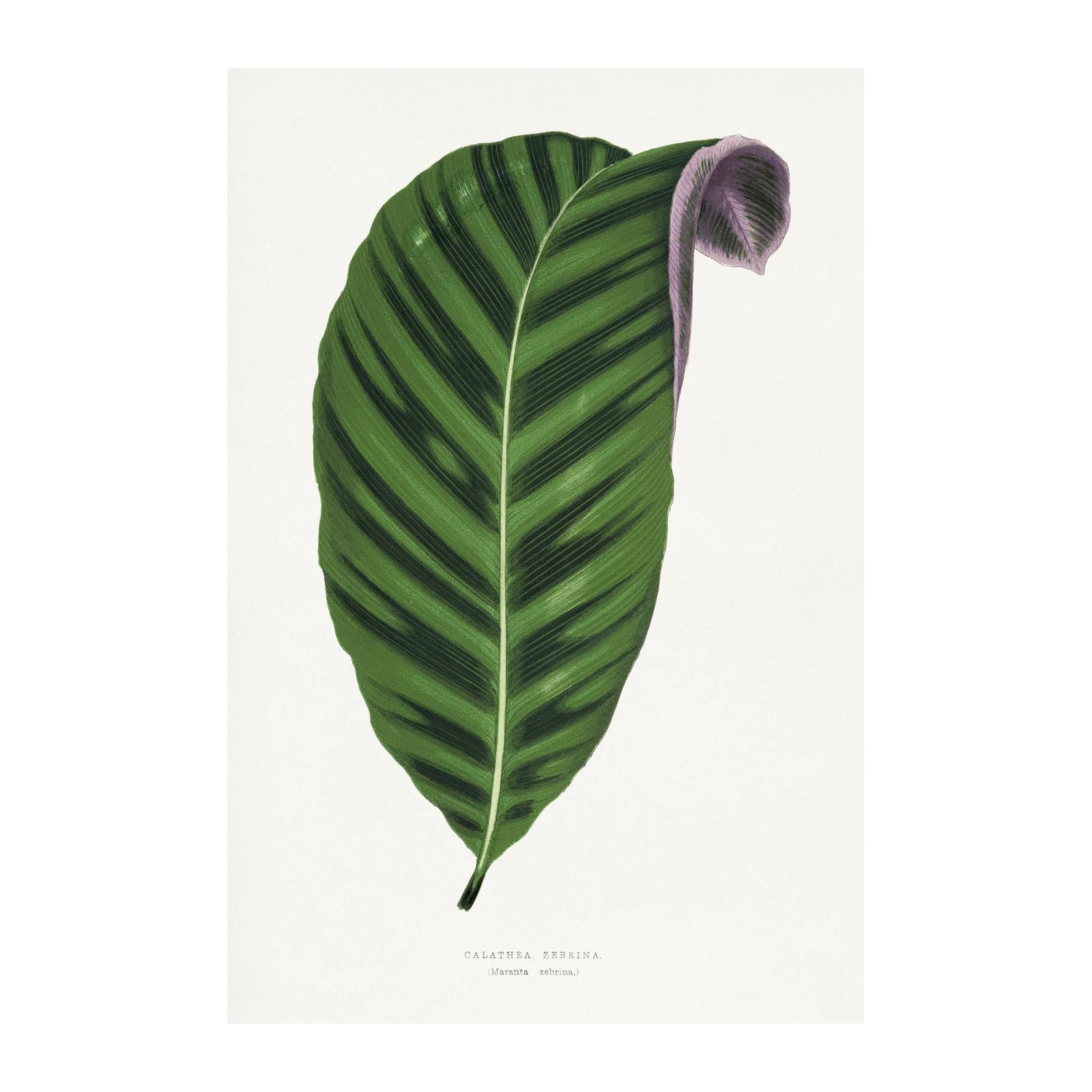 Calathea Zebrina Botanical Leaf Wall Art