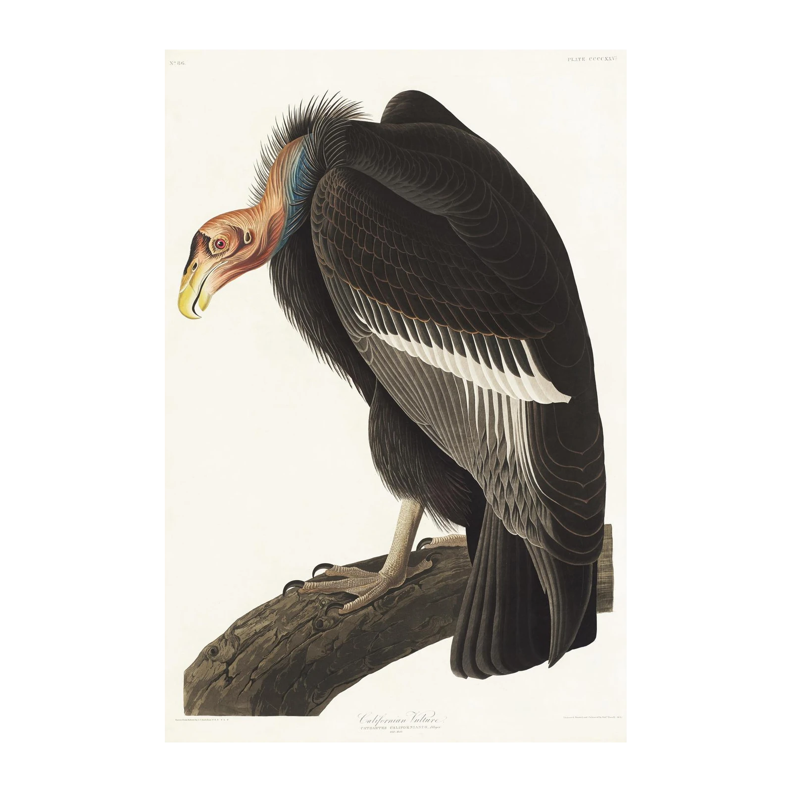 California Vulture Vintage Bird Art Wall Art