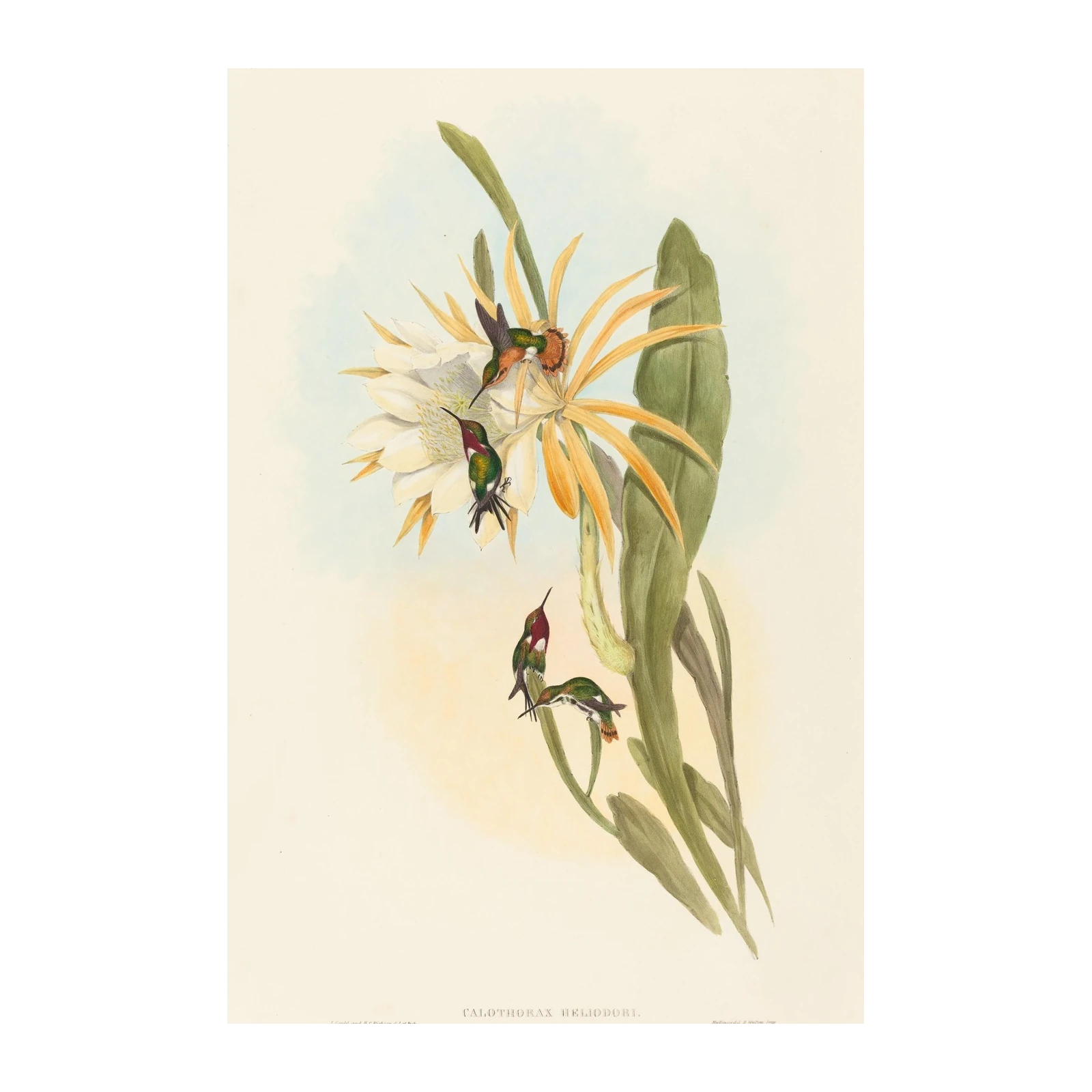 Hummingbird & Flower Vintage Botanical Wall Art